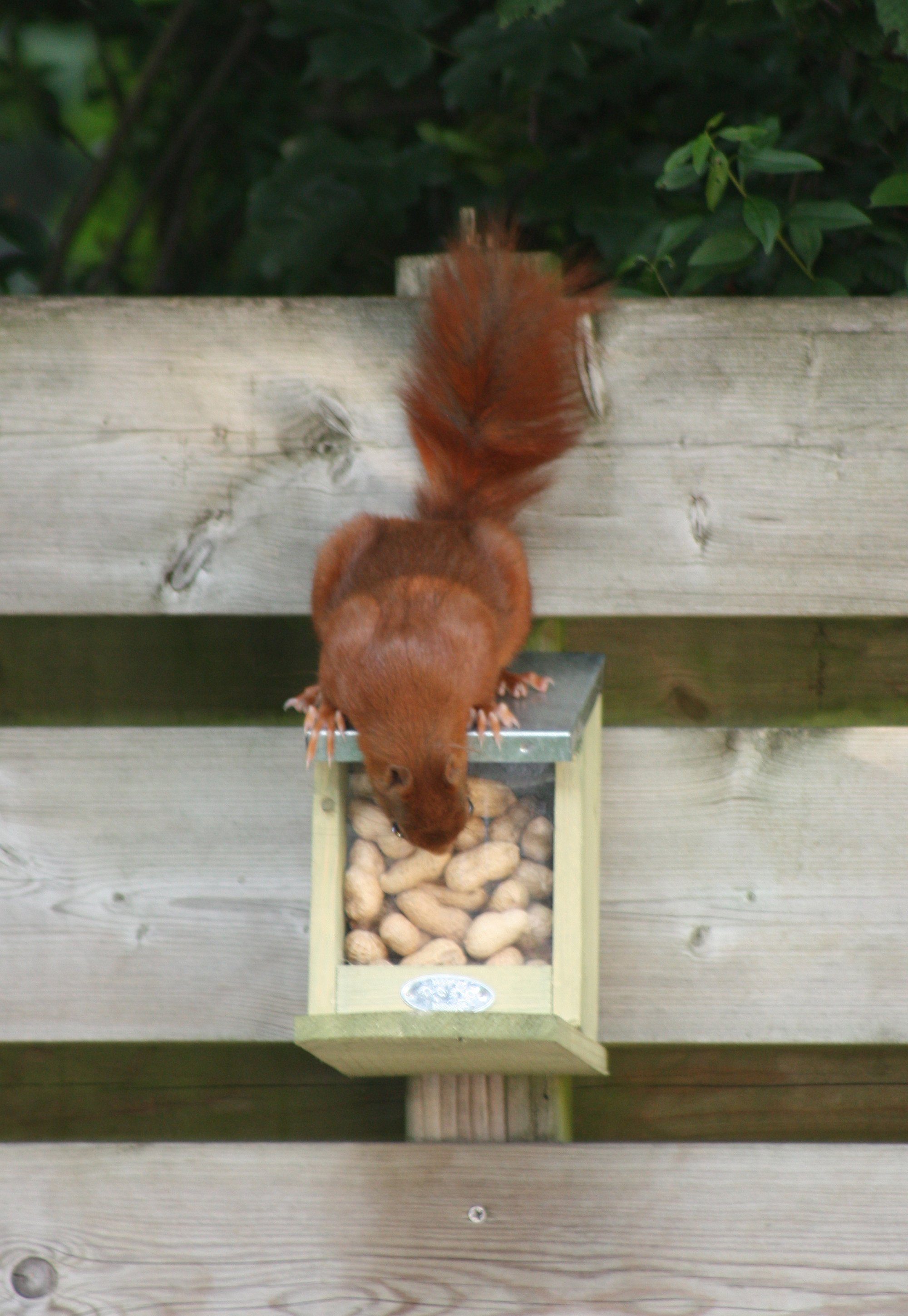 Esschert Design Eichhörnchen Futterhaus - Doppeltes Futterhaus Mit Zinkdach, 25x18x19cm