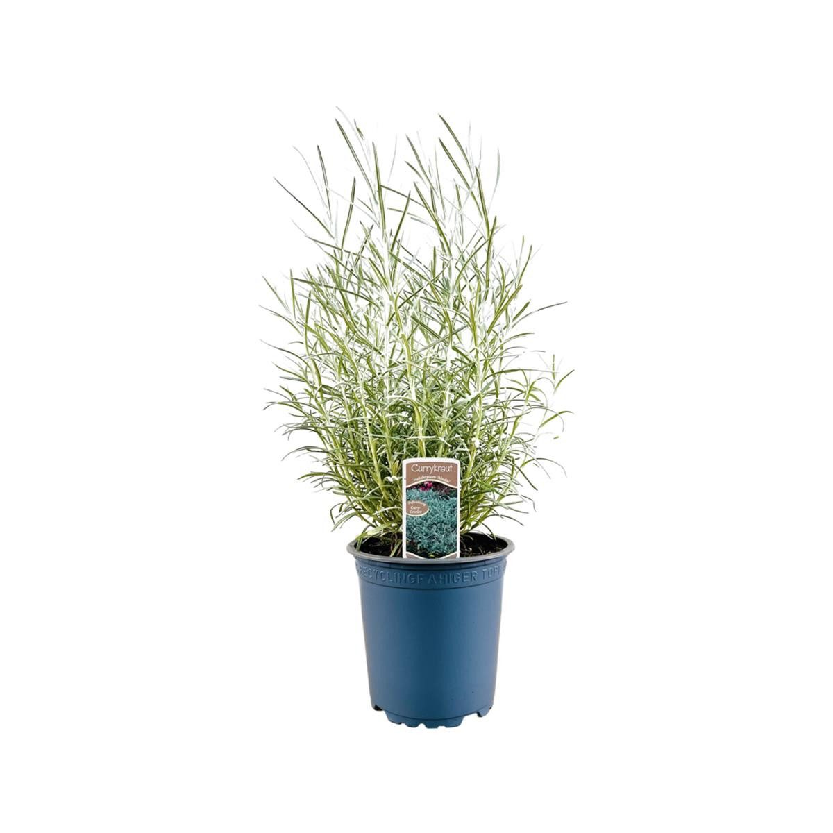 Pflanzen für Dich Staude Helichrysum italicum, 1 St., Currykraut, Italienische Strohblume