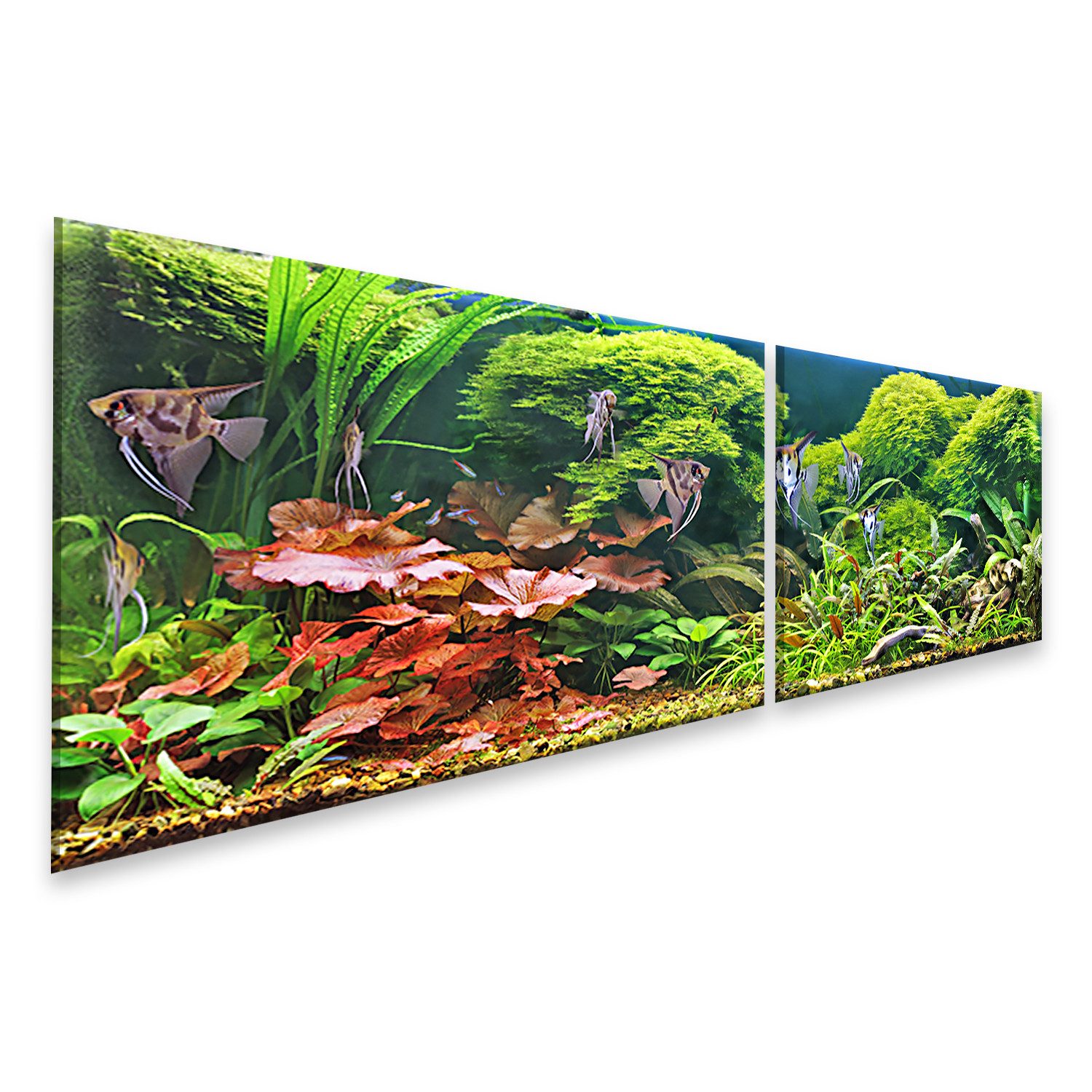 Leinwandbild Dekoratives Aquarium Skalare Bilder