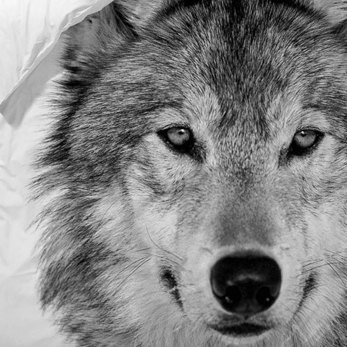 TRAUMSCHLAF Bettwäsche Wolf, Renforce, 2 teilig, günstig online kaufen
