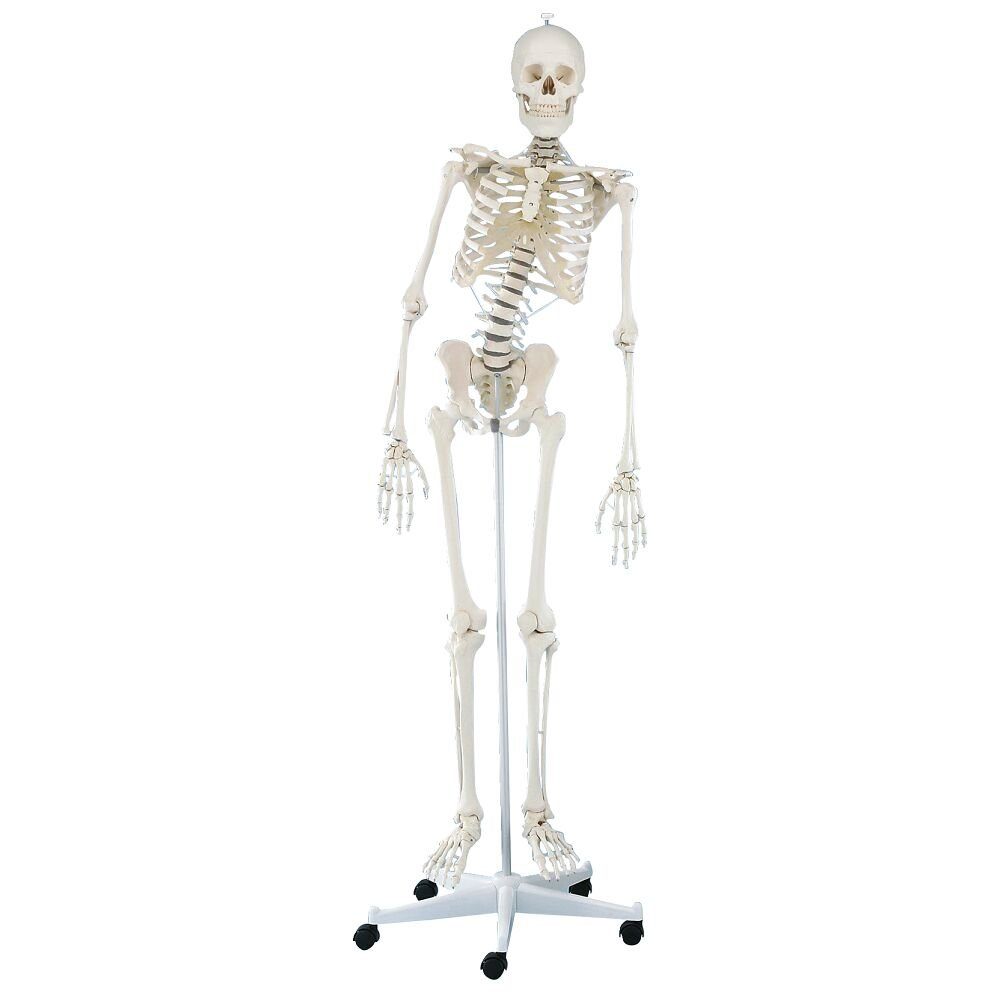Erler Zimmer Magnettafel Skelettmodell Skelett Hugo, beweglich, Naturabguss eines menschlichen Skeletts