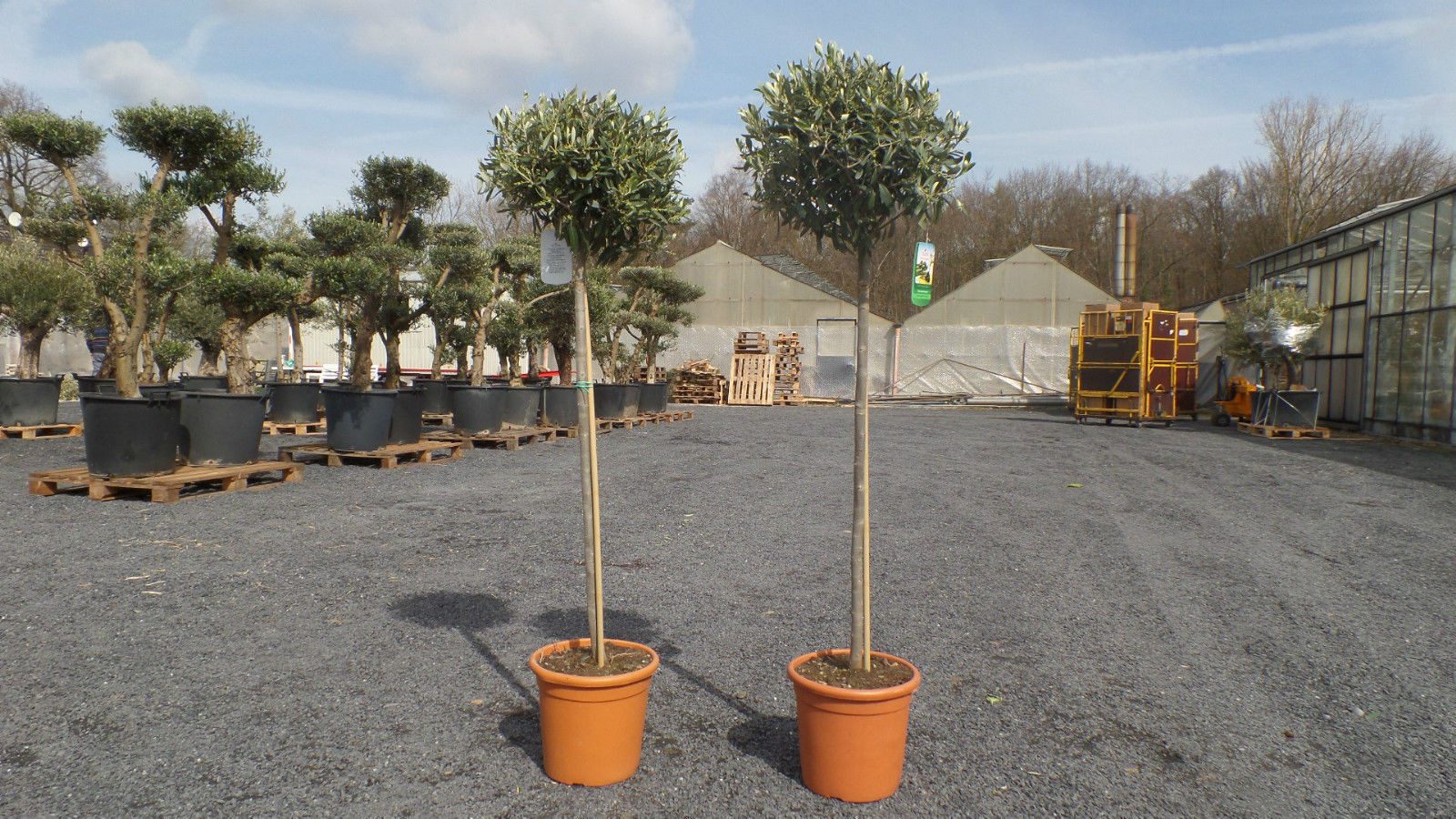 gruenwaren jakubik Olivenbaum Olivenbaum Olive 160 - 180 cm Hochstamm, beste Qualität, winterhart – Bild 3 von 5
