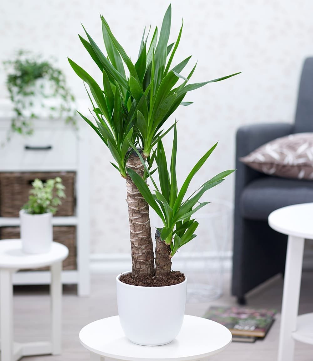 BALDUR Garten Zimmerpflanze Yucca Palme ca. 65-75 cm hoch, 1 St., Agavengewächs, genügsam, pflegeleicht