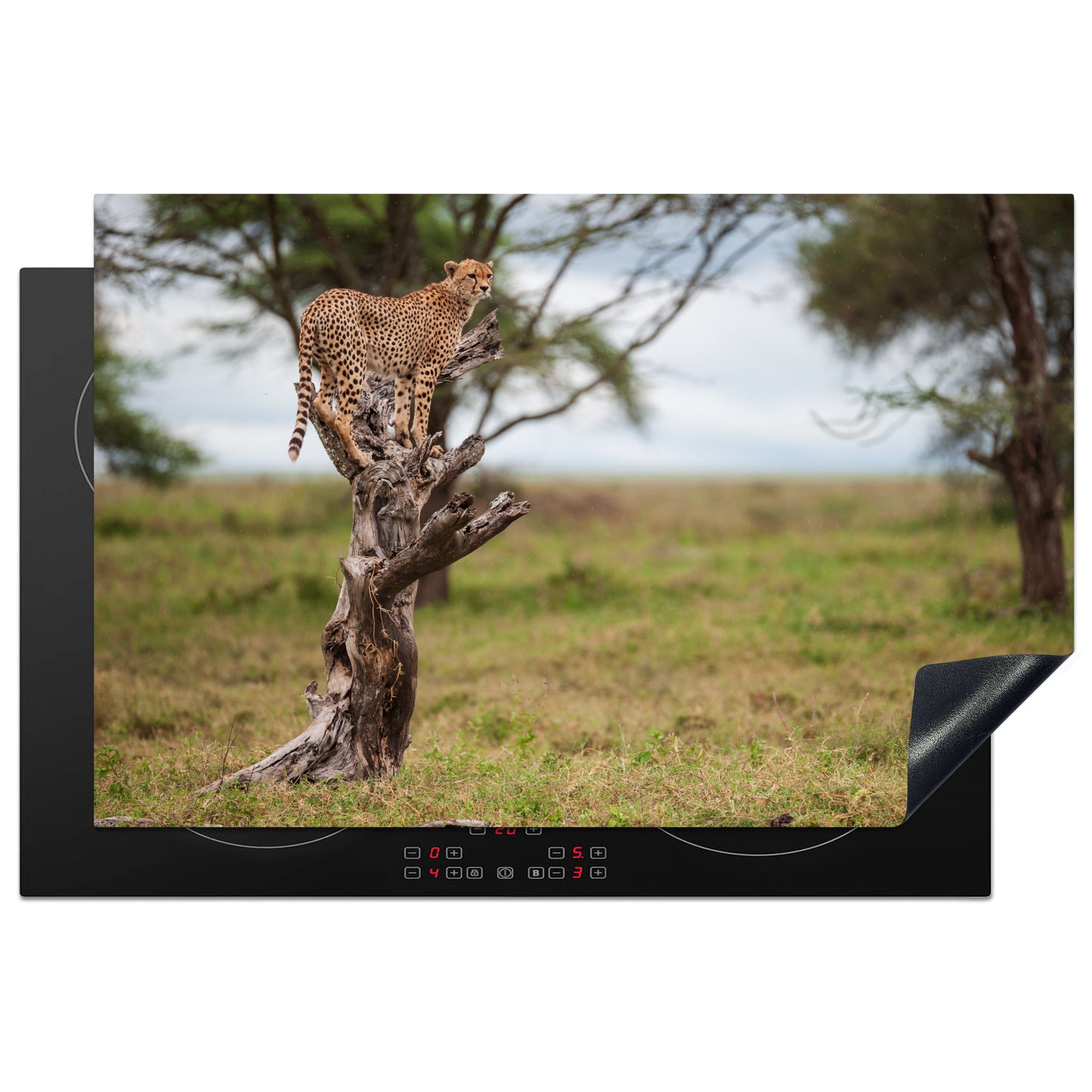 MuchoWow Herdblende-/Abdeckplatte Gepard mit Blick über den Rasen, Vinyl, (1 tlg), 81x52 cm, Induktionskochfeld Schutz für die küche, Ceranfeldabdeckung