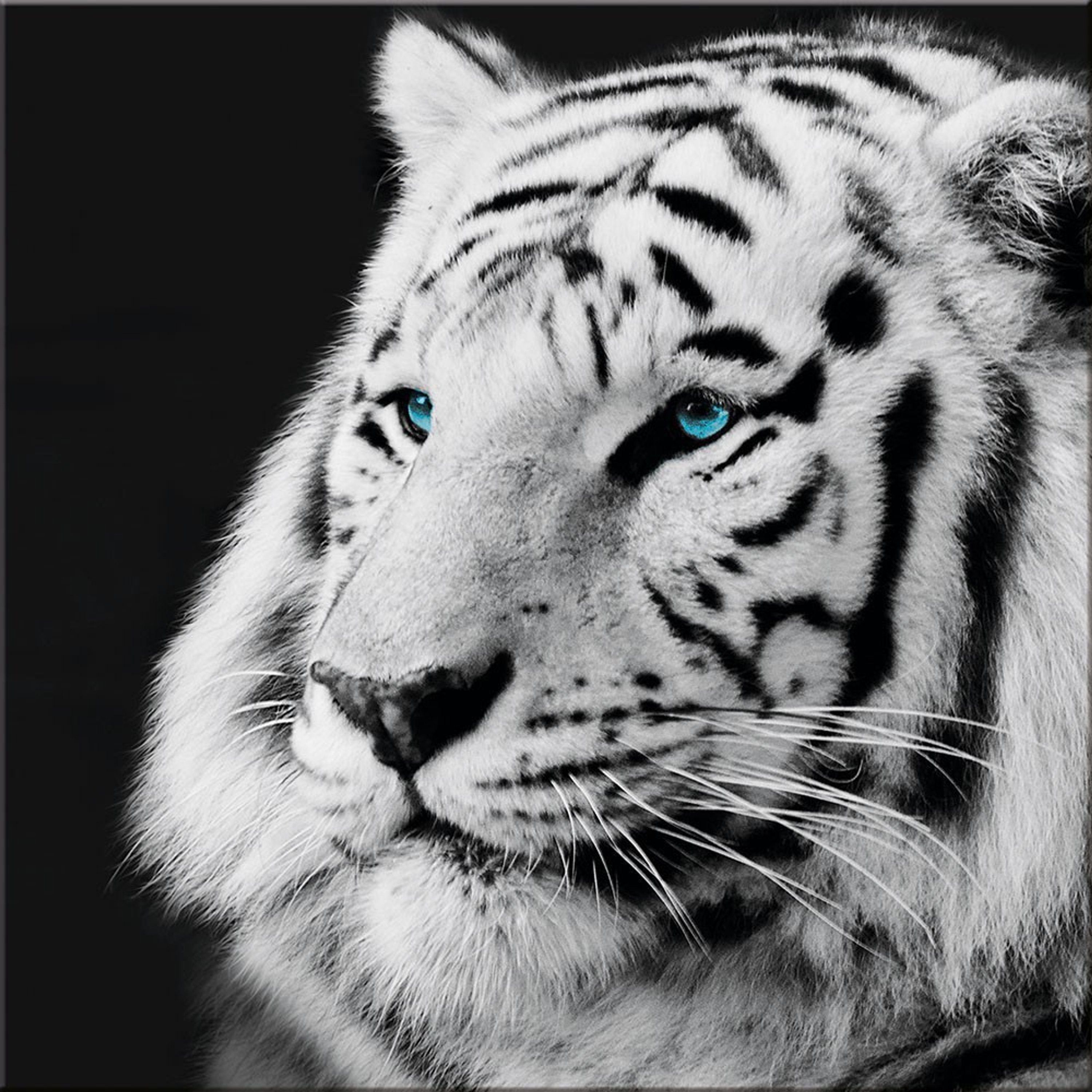 artissimo Glasbild Glasbild 30x30cm Bild schwarz-weiß Foto Tiger, schwarz-weiß Foto: Löwe