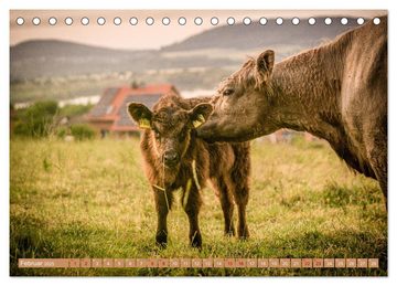 CALVENDO Wandkalender Mutterkühe (Tischkalender 2025 DIN A5 quer), CALVENDO Monatskalender