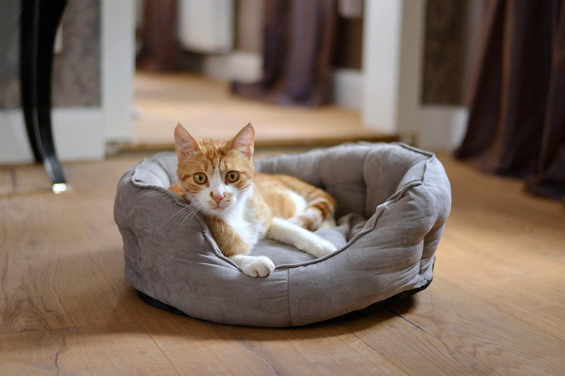 animal-design Tierbett Hundesofa Katzensofa Hundebett Katzenbett kuschelig grau Gr. 2