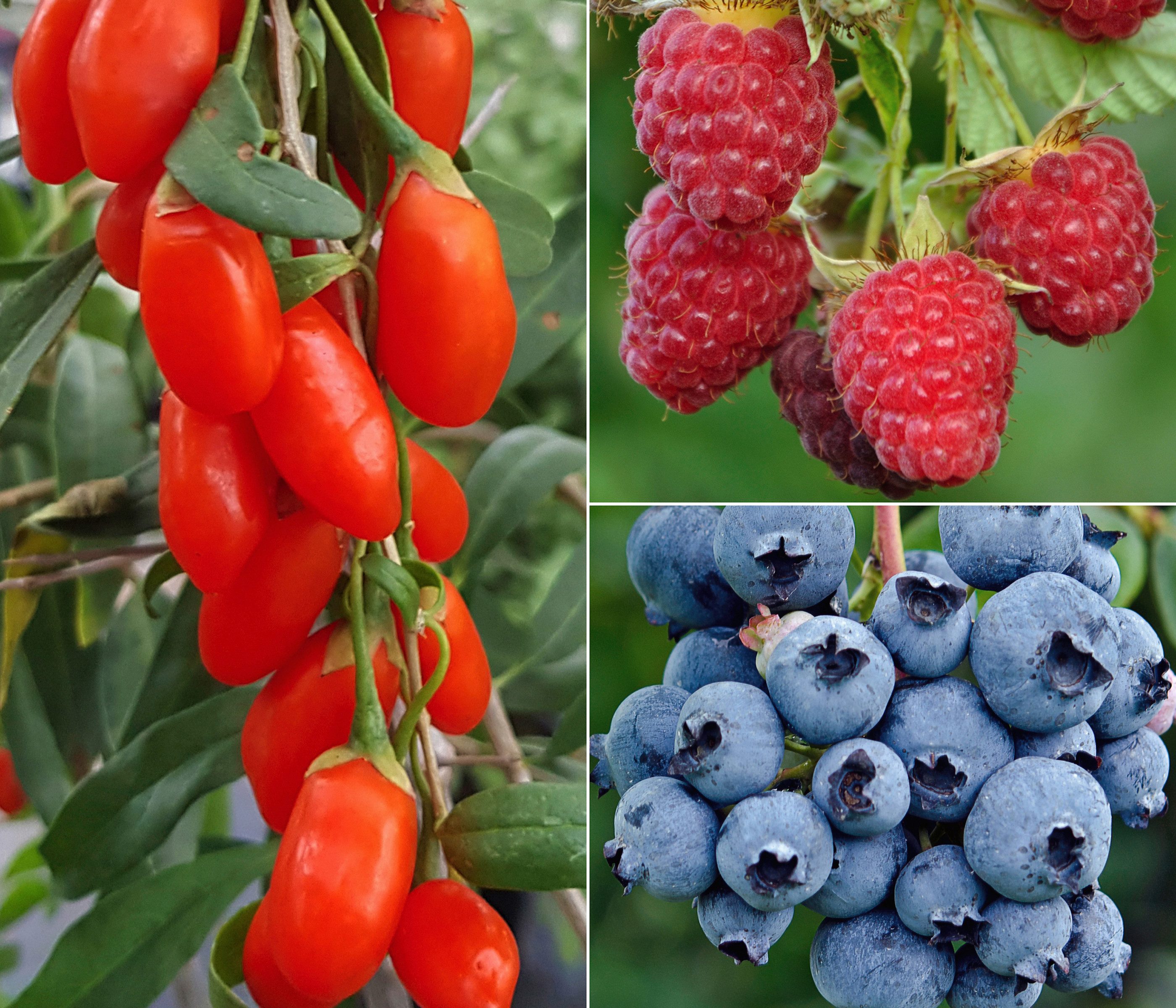 Dehner Obstpflanze Bio Beeren-Set Frühstücksobst, 3 Pflanzen, je 40-50 cm, Ø Topf 13 cm, mit 1 x Gojibeere, 1 x Heidelbeere, 1 x Herbsthimbeere