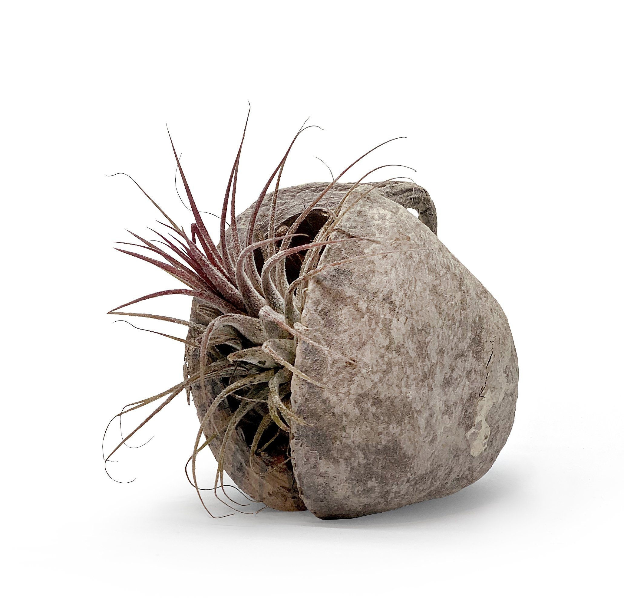 Dekoobjekt Pterygota alata Schale weiß mit Tillandsia 1er Set rosa