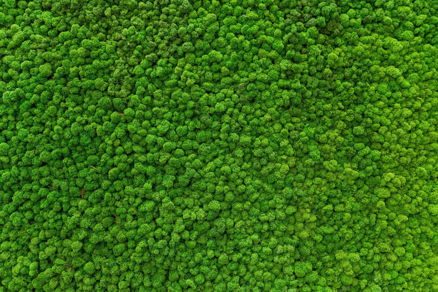 queence XXL-Wandbild Akustikbild Moos Moosbild, bedruckt, Blätter, Blätterbilder, Moos, Natur (1 St), Einfache Akustiklösung ohne Baumaßnahme, Schalldämmung, Paneele