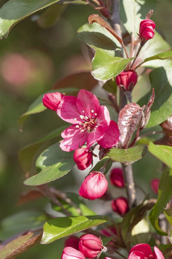 Pflanzen für Dich Gehölze Malus 'Royalty', 1 St., Zierapfel, Royalty-Apfelbaum