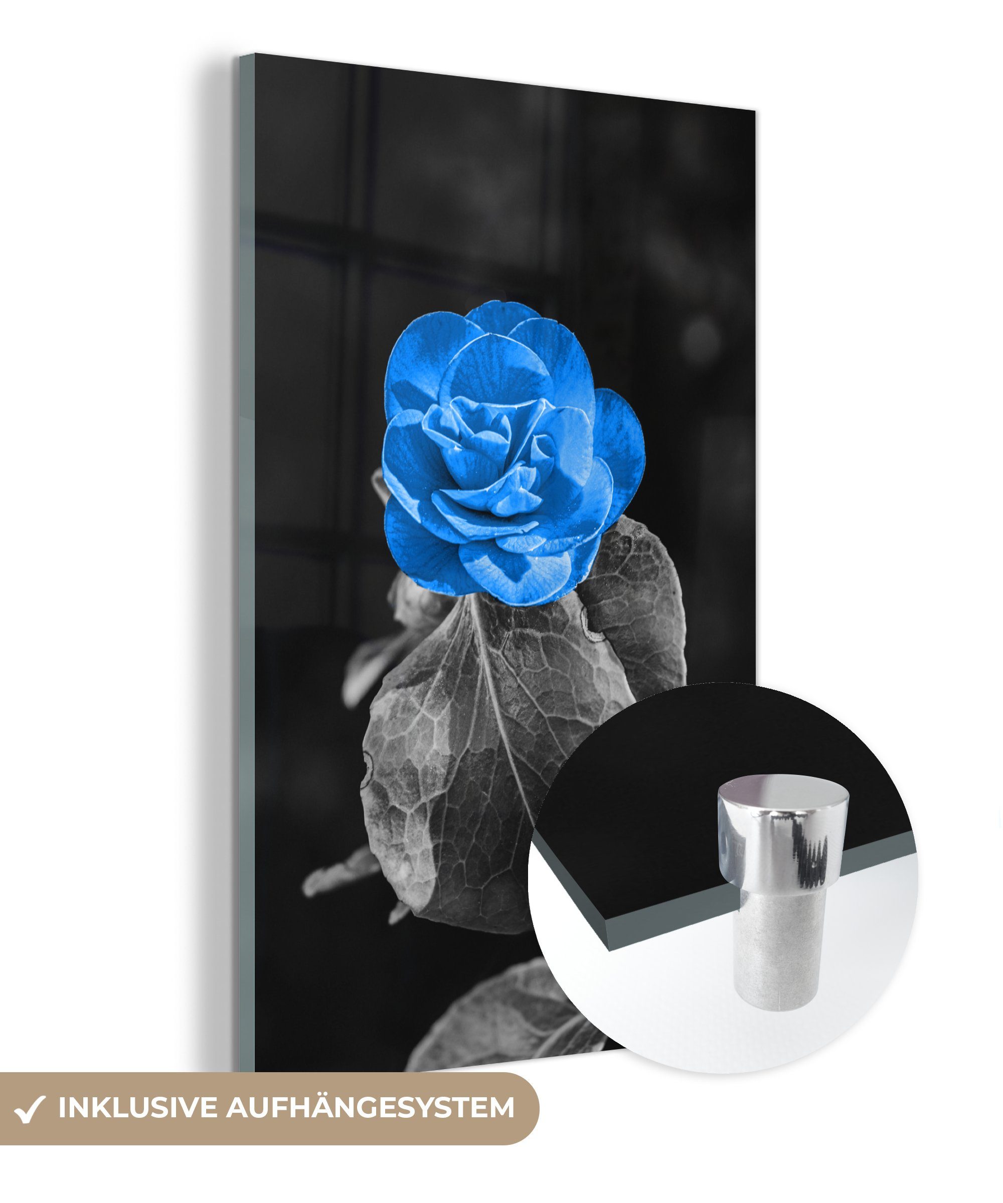 MuchoWow Acrylglasbild Blumen - Rose - Schwarz - Weiß - Blau, (1 St), Glasbilder - Bilder auf Glas Wandbild - Foto auf Glas - Wanddekoration