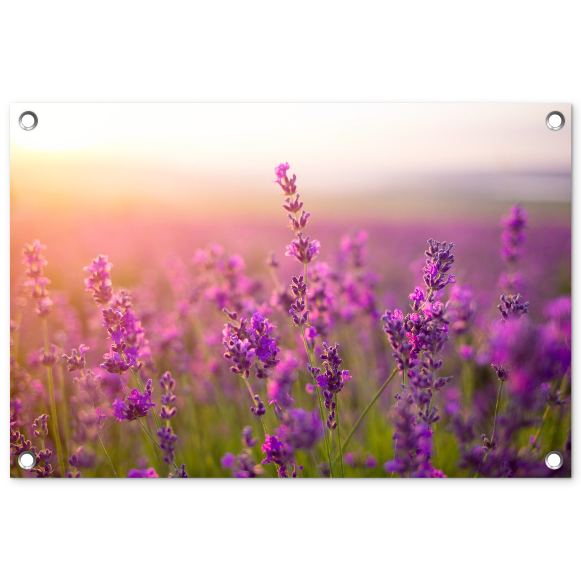 OnlyWow Poster für Garten Lavendel - Frühling - Lila, Gartenposter, Outdoor Bilder, Gartendekoration Bild, 60x40 cm