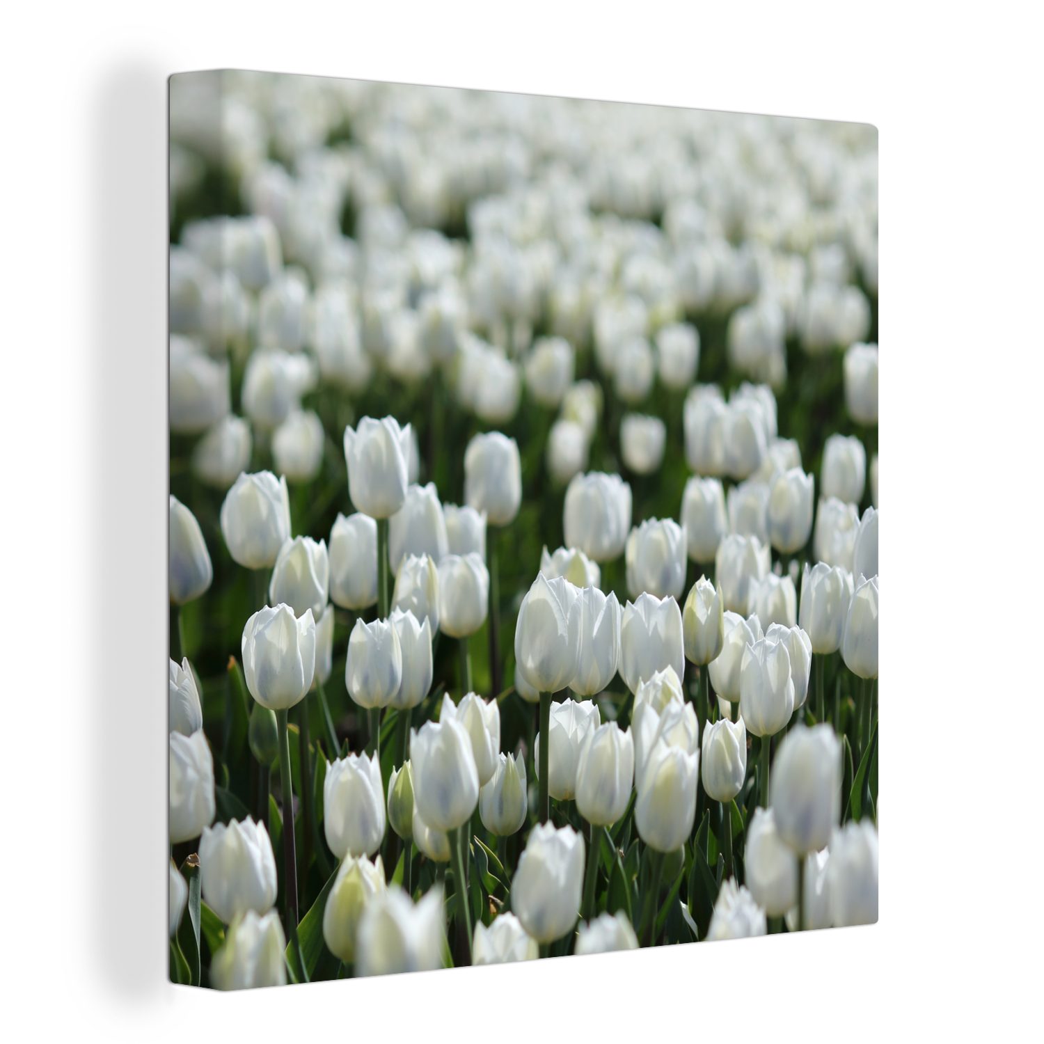 OneMillionCanvasses® Leinwandbild Ein Gebiet mit weißen Tulpen im Frühling, (1 St), Leinwand Bilder für Wohnzimmer Schlafzimmer