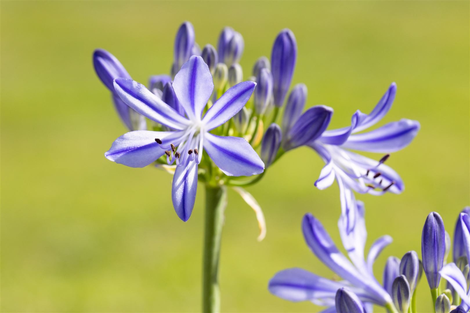 Pflanzen für Dich Staude Agapanthus Jacaranda, 1 St., Schmucklilie, Liebesblume