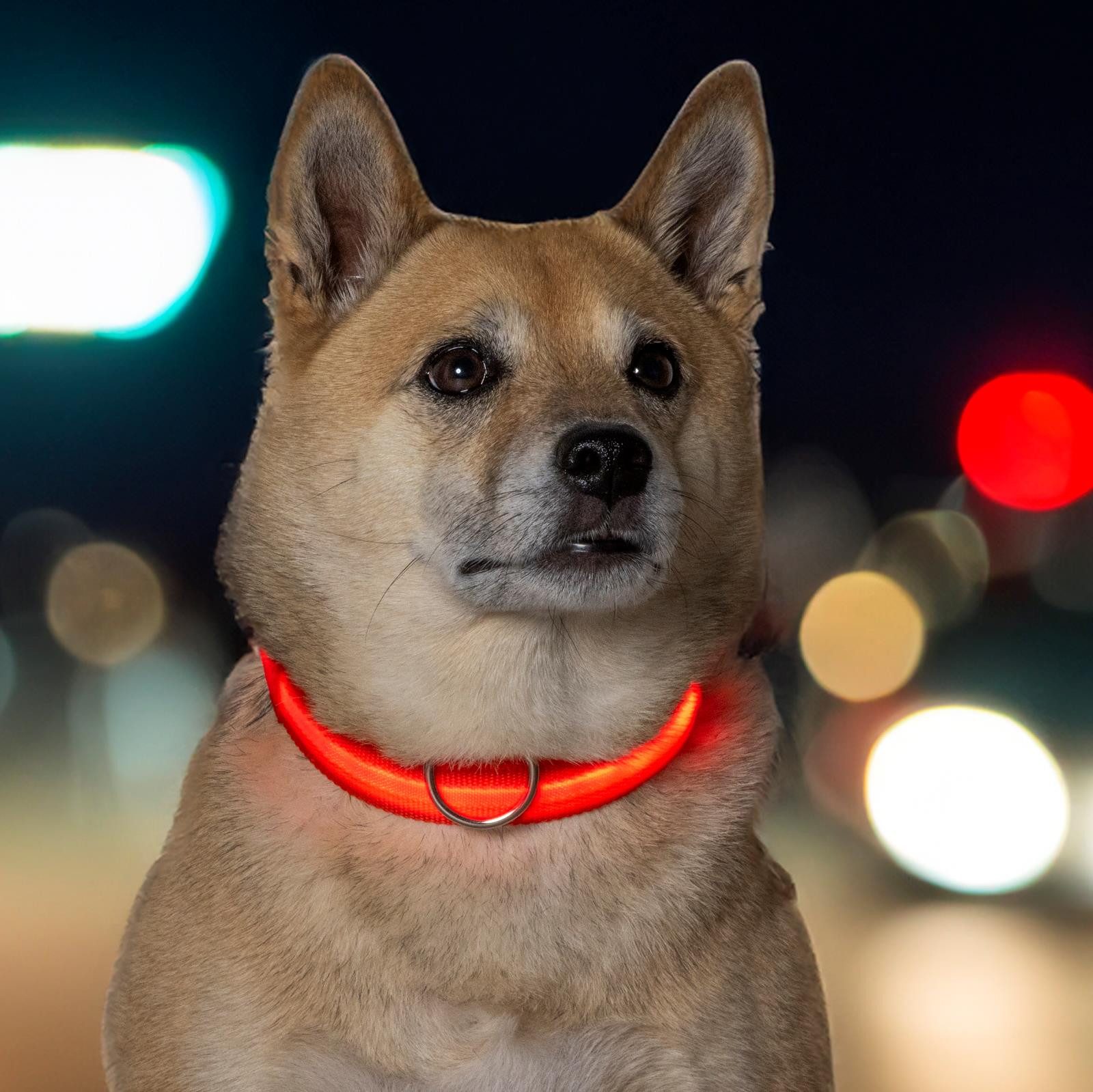 HAC24 Leuchthalsband LED Hunde Halsband USB Leuchtendes Hundehalsband mit Akku, PP, wiederaufladbar, verstellbar