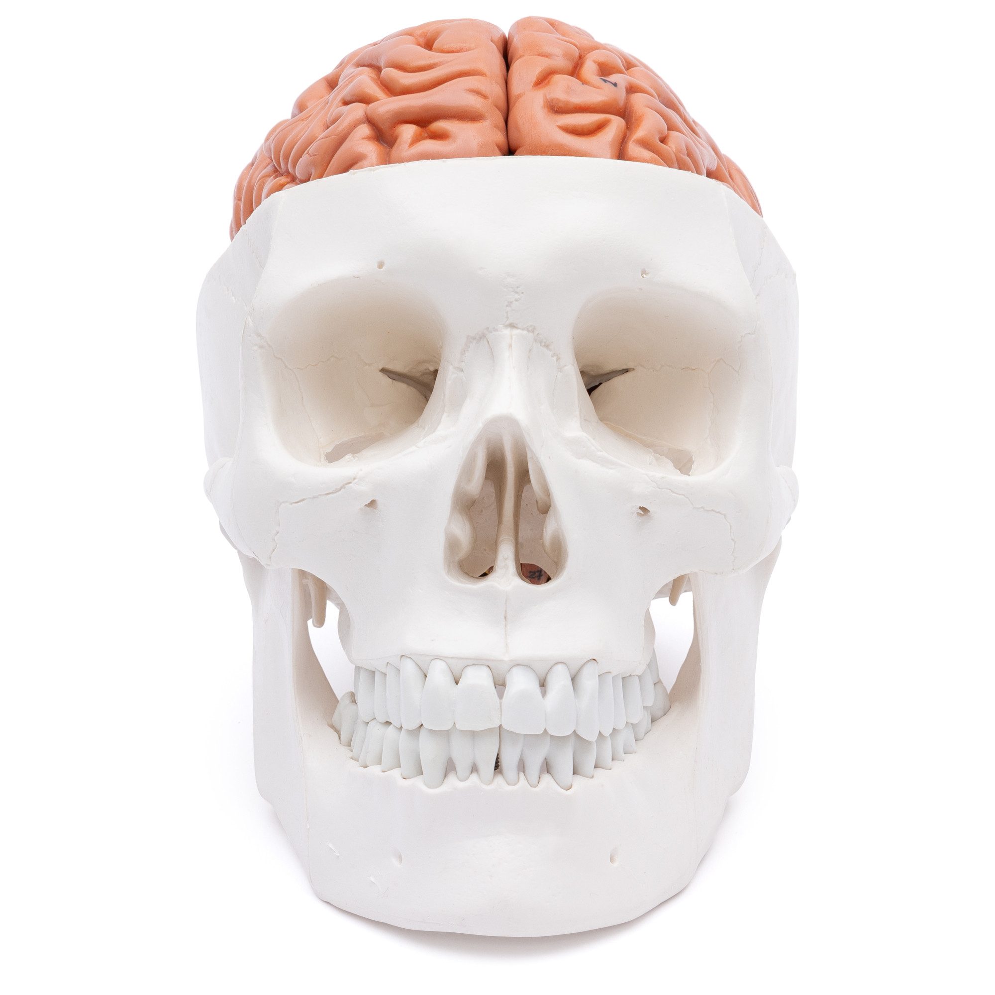 Cranstein Scientific Dekoobjekt Schädel Anatomie Modell lebensgroß mit 8 teiligem Gehirn bewegliche Ki