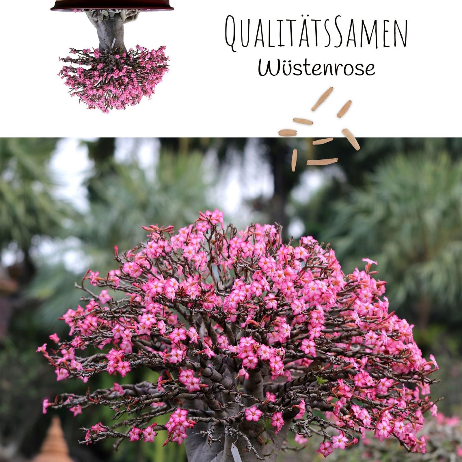 HappySeed Blumensamen Außergewöhnliche Bonsai Samen mit hoher Keimrate - Wüstenrose, Bonsaifähig – Bild 2 von 5