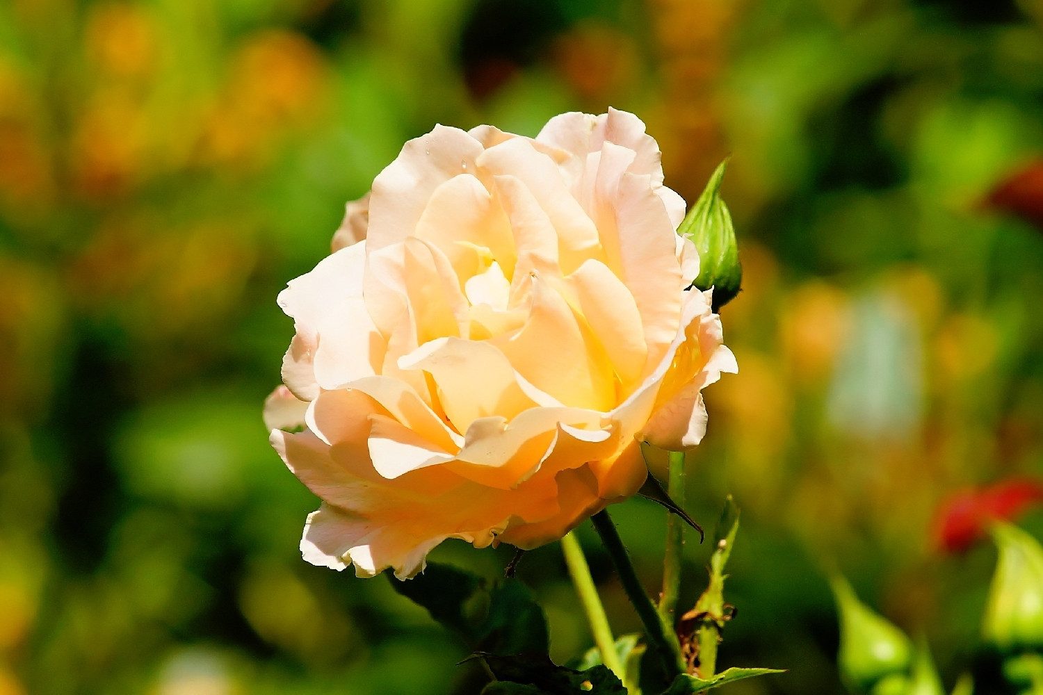 SAFLAX Blumensamen SAFLAX - Samen - Stockrosen - Mix – Bild 4 von 5