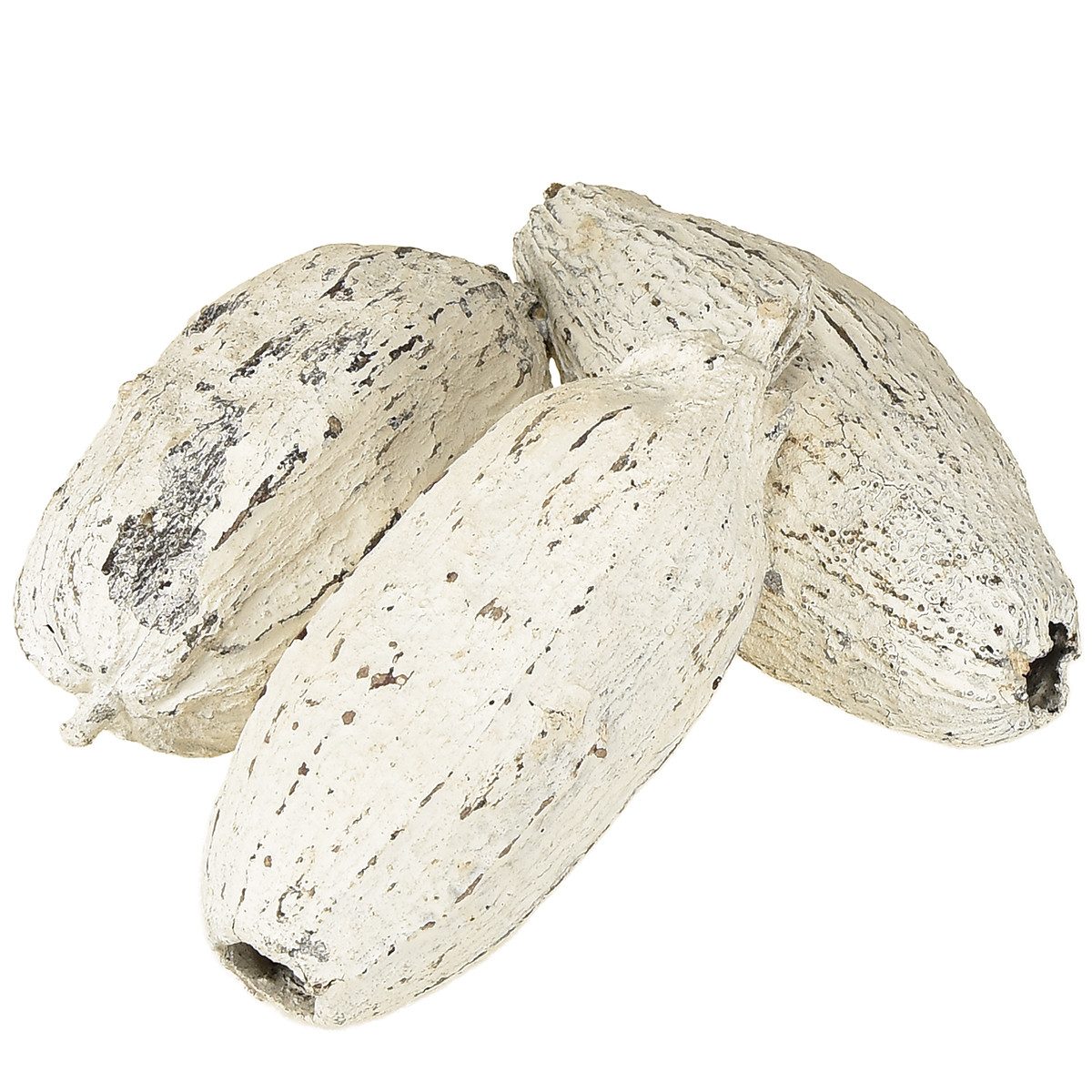 Trockenblume Exotische Kakaofrüchte Dekoration Weißgewaschen, Naturprodukt für, Viana, Höhe 8 cm