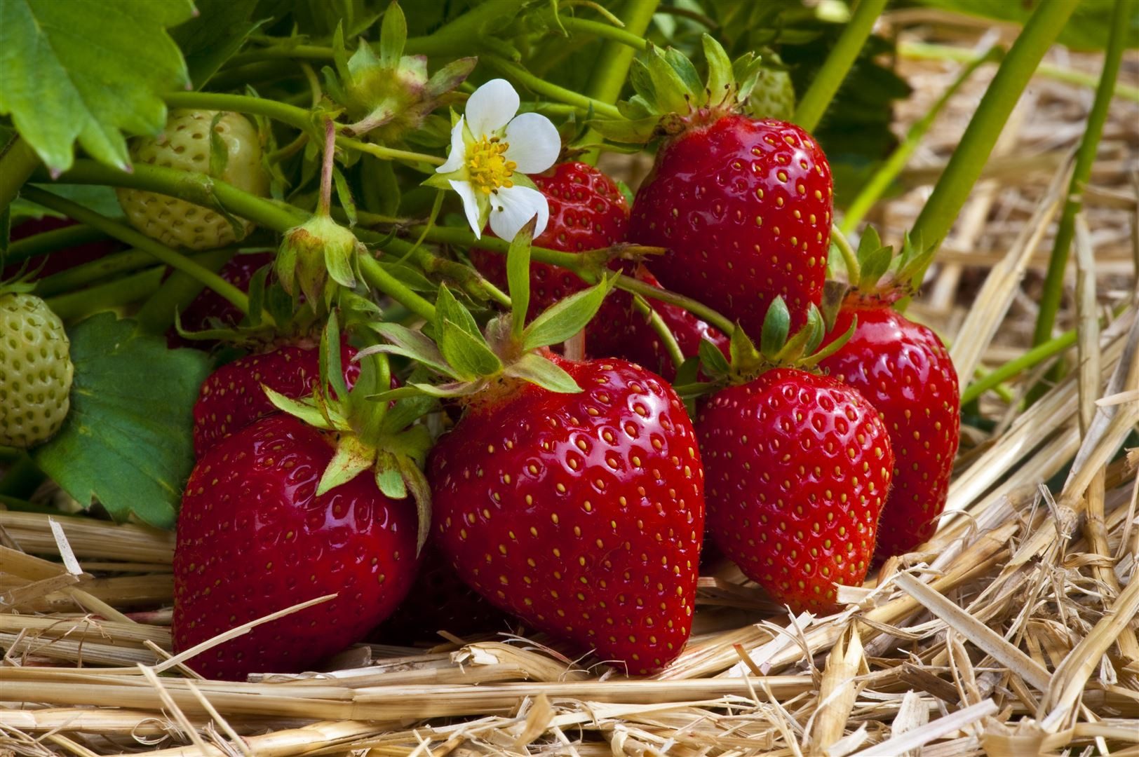 Pflanzen für Dich Obstpflanze Fragaria vesca Ostara, 1 St., Erdbeere, Walderdbeere, immertragend, aromatisch