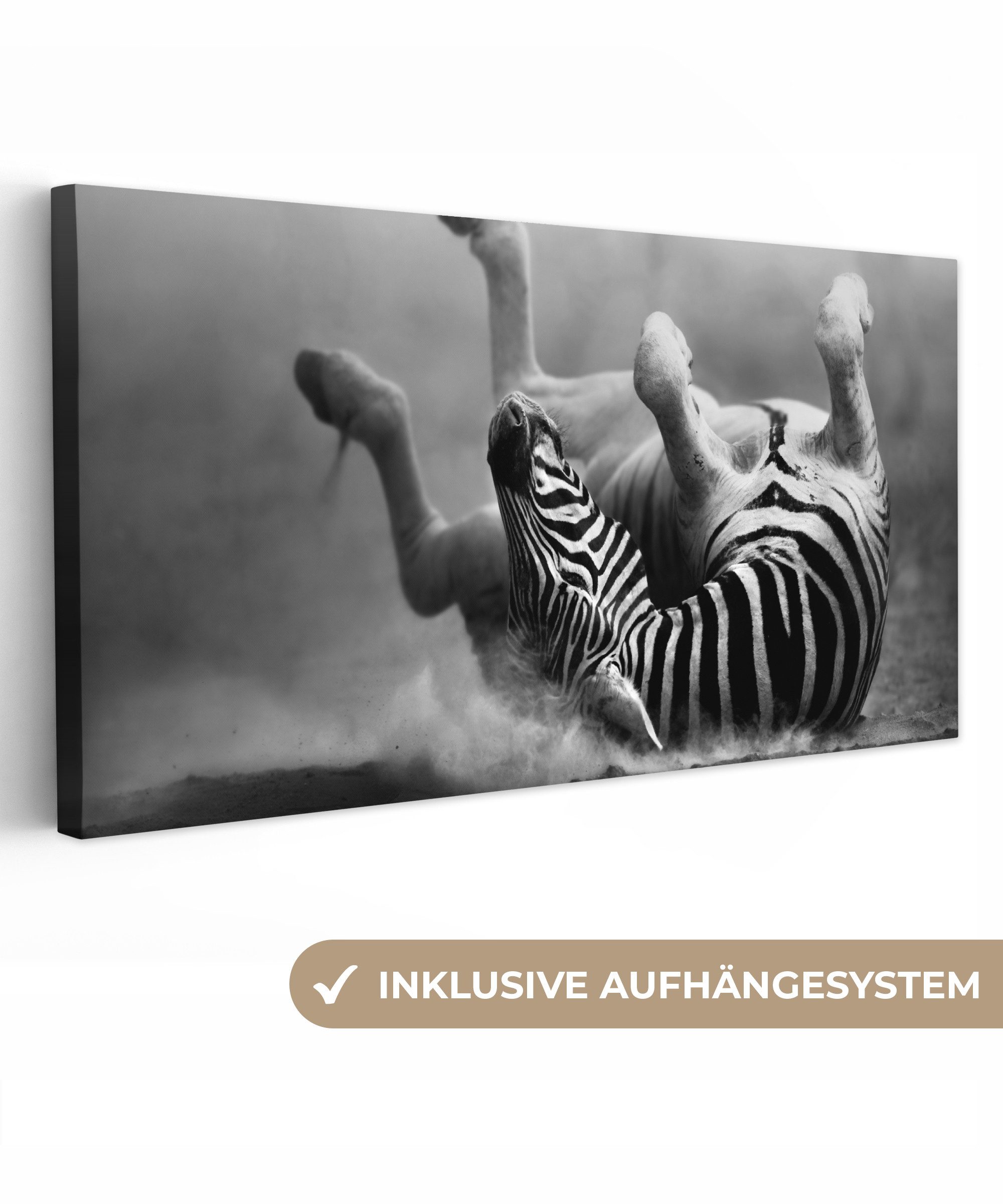 OneMillionCanvasses® Leinwandbild Panorama Zebra - Tiere günstig online kaufen