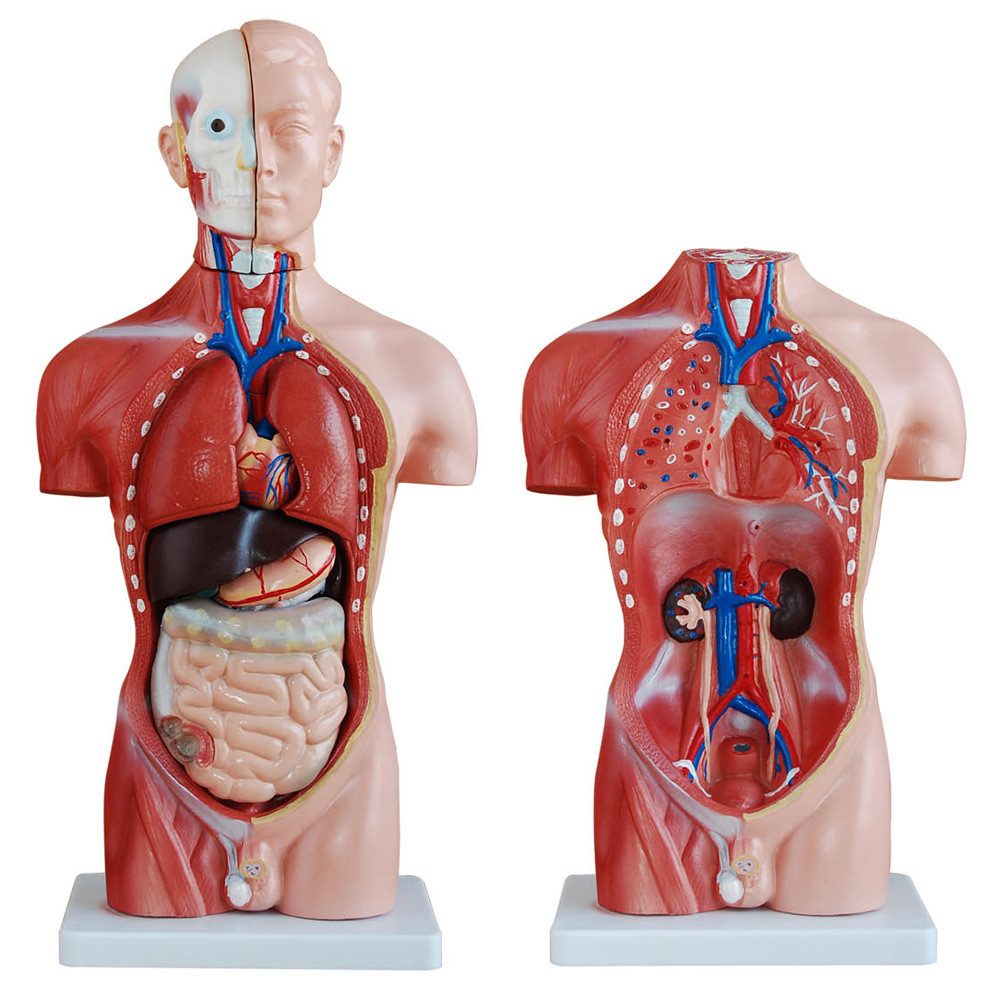MedMod Dekoobjekt Anatomie Anatomisches Körper Modell Torso Puppe mit Organe 45 cm