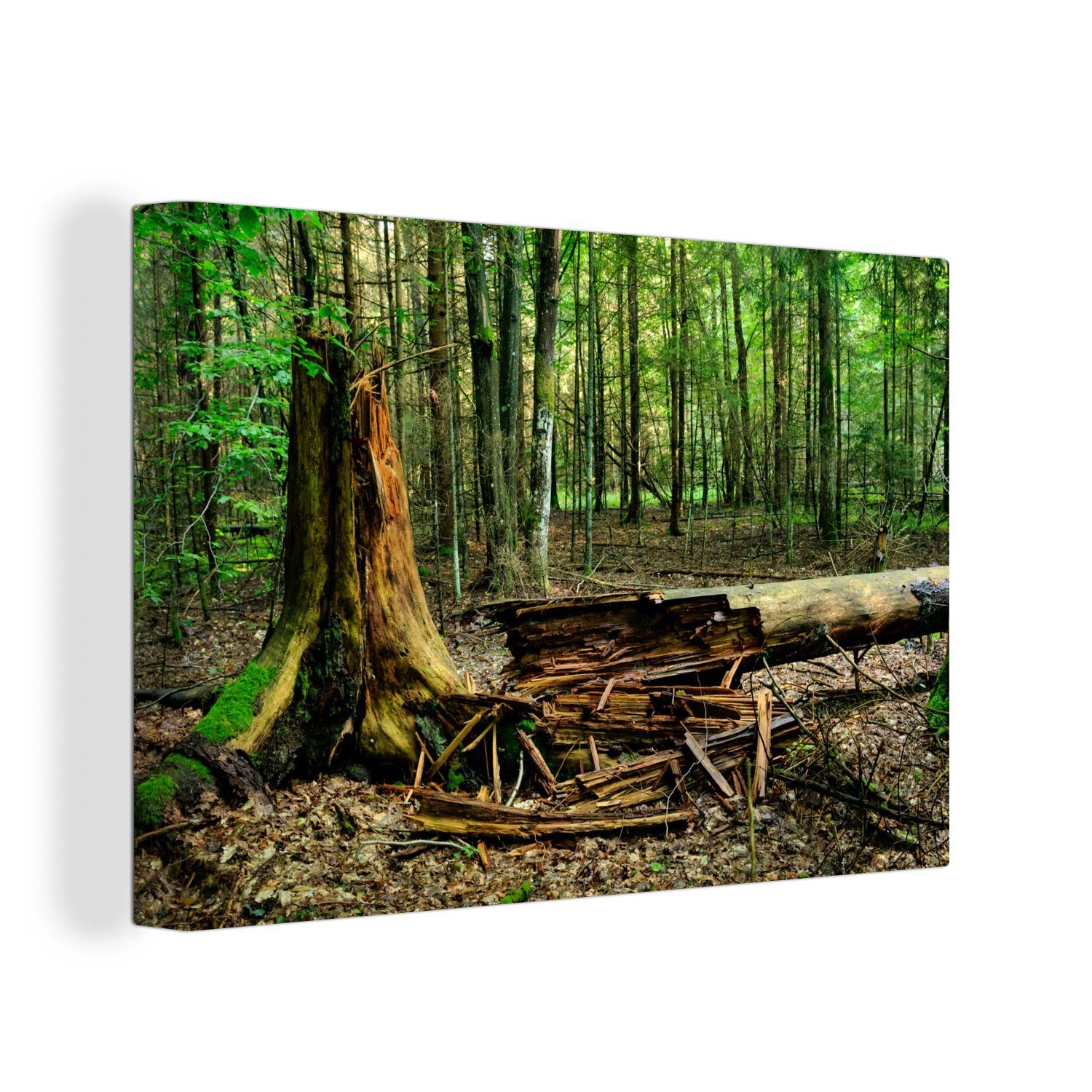 OneMillionCanvasses® Leinwandbild Verrottender Baum im Białowieża-Nationalpark in Polen, (1 St), Wandbild Leinwandbilder, Aufhängefertig, Wanddeko, 30x20 cm