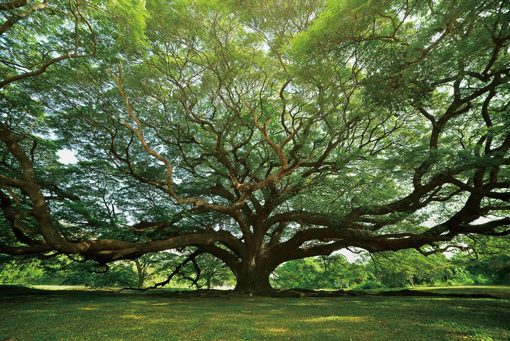 ArtUniverse Glasbild Gigantischer Baum 100 x 150 cm, Naturmotiv