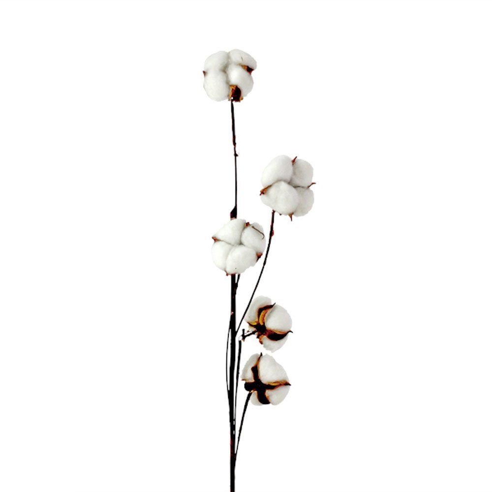 Kunstpflanze, Baumwollzweig Voß L79cm Kunstzweig Dekozweig Blüten 5 weiß braun COTTON mit Werner