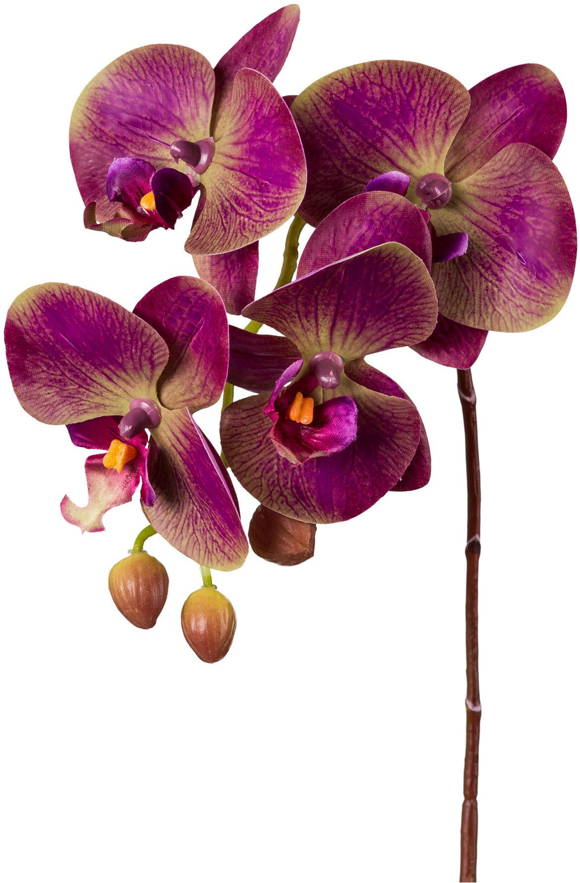 Kunstorchidee Orchidee Phalaenopsis Orchidee, Creativ green, günstig online kaufen