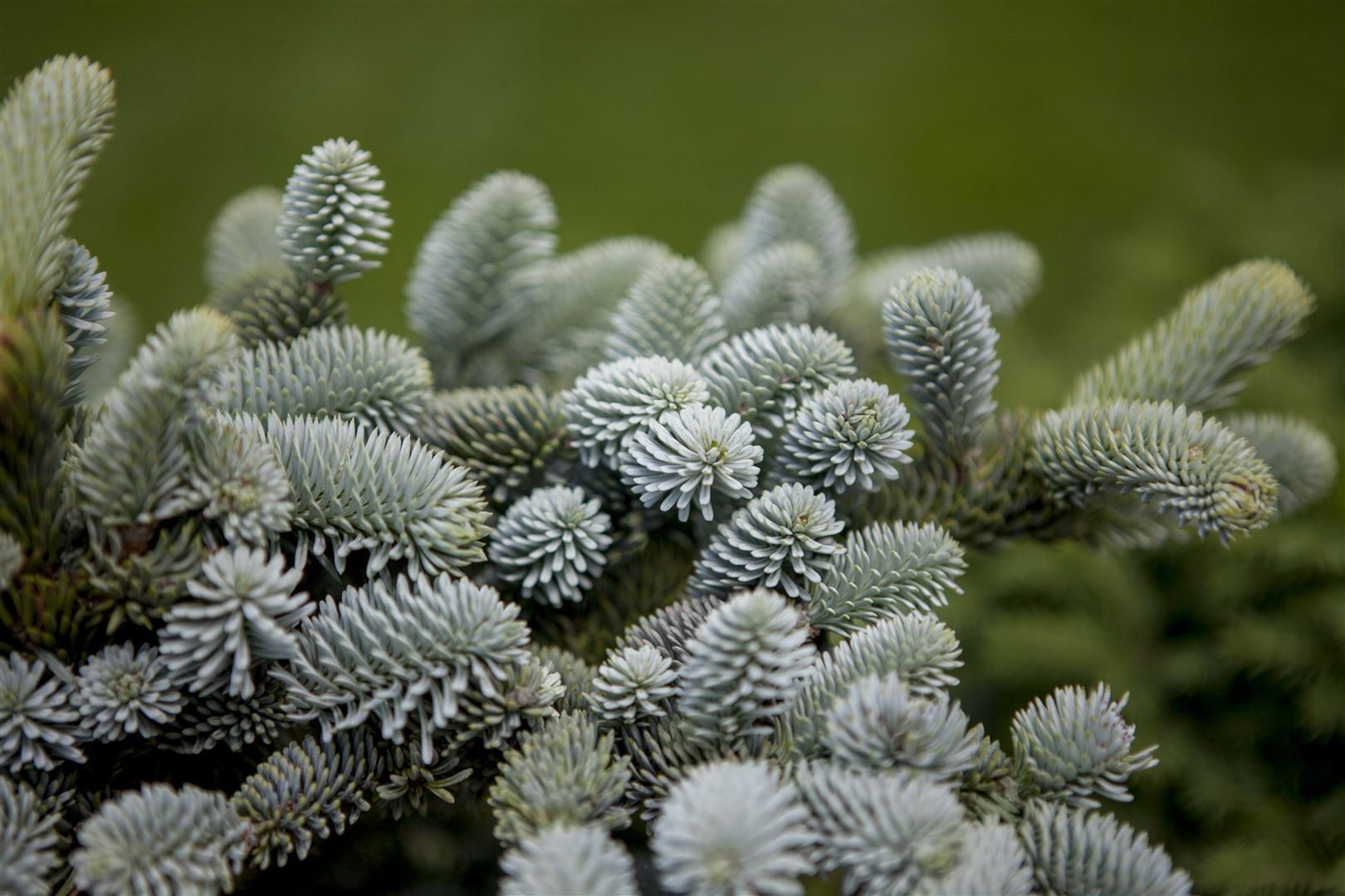 Pflanzen für Dich Gehölze Abies pinsapo Glauca, 1 St., Spanische Tanne, Blaue Spanische Tanne