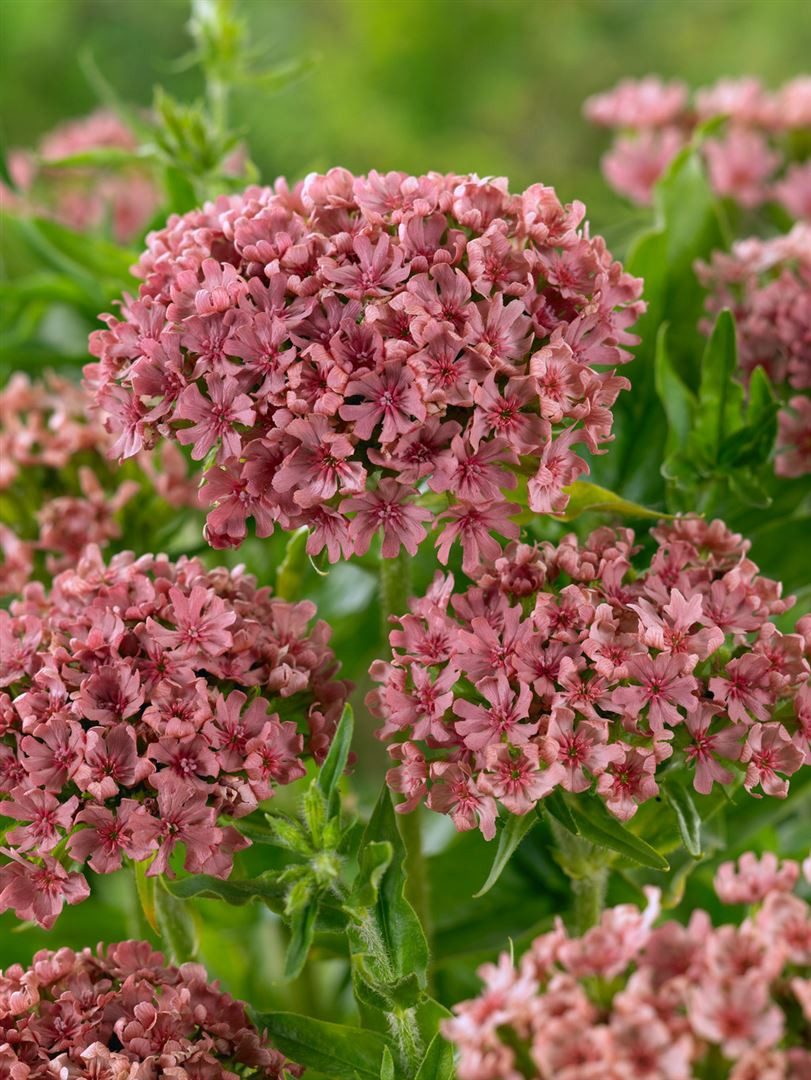 Pflanzen für Dich Staude Lychnis chalcedonica, 1 St., Brennende Liebe, Scharlachlichtnelke, Jerusalemer Kreuz, Maltanellke – Bild 5 von 5