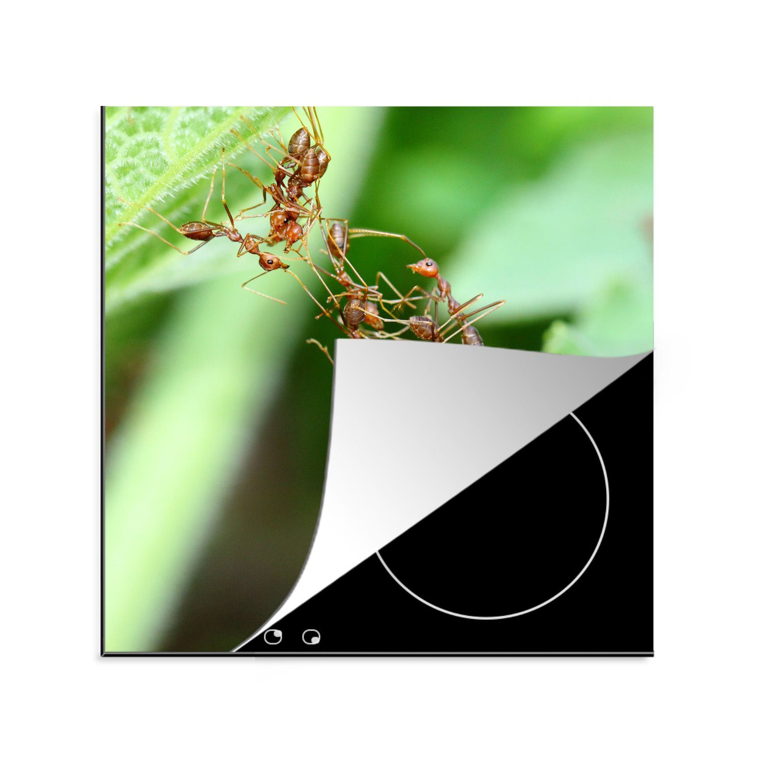 MuchoWow Herdblende-/Abdeckplatte Ameisen - Insekten - Blätter, Vinyl, (1 tlg), 78x78 cm, Ceranfeldabdeckung, Arbeitsplatte für küche