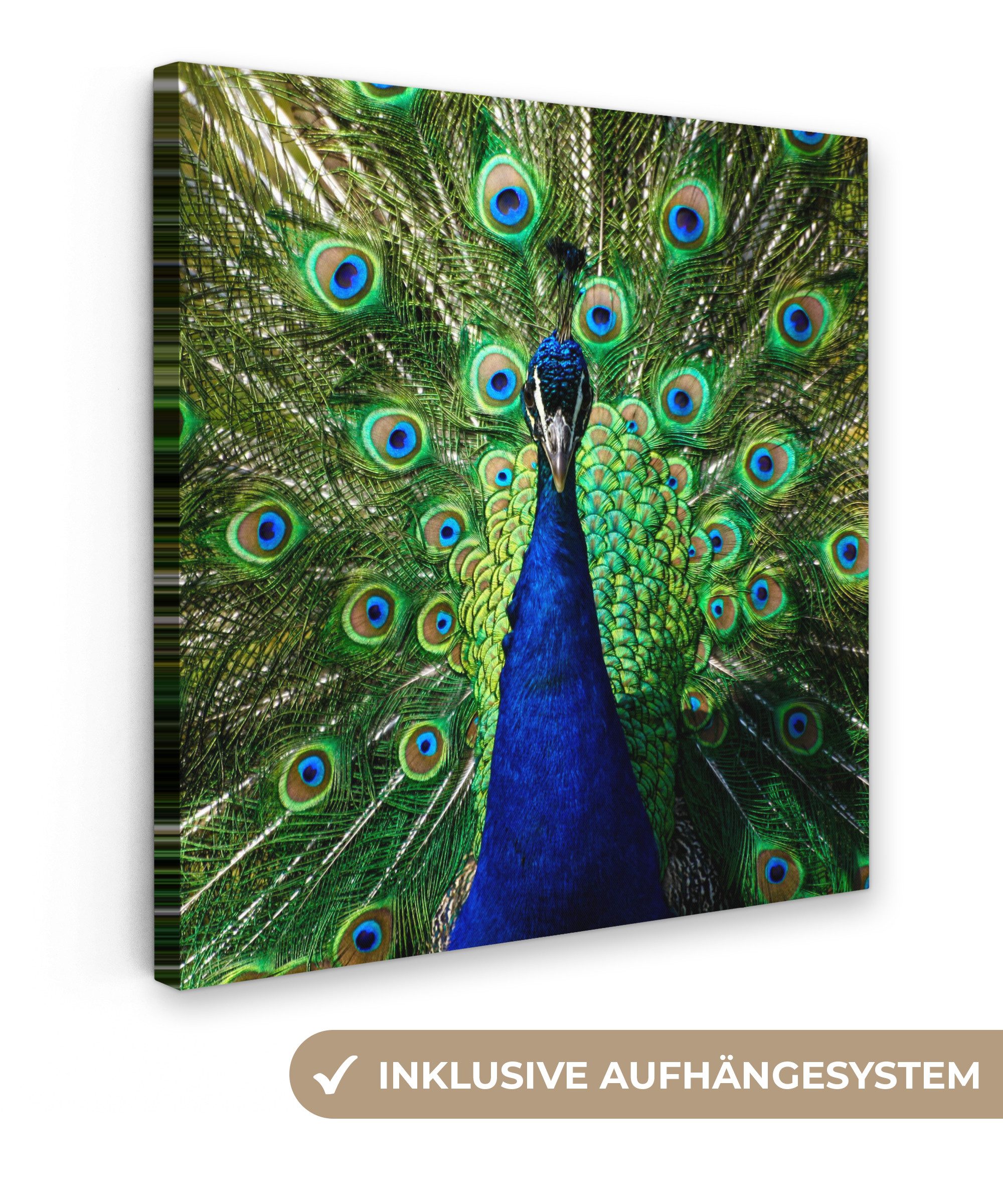 OneMillionCanvasses® Leinwandbild Pfau - Federn - günstig online kaufen