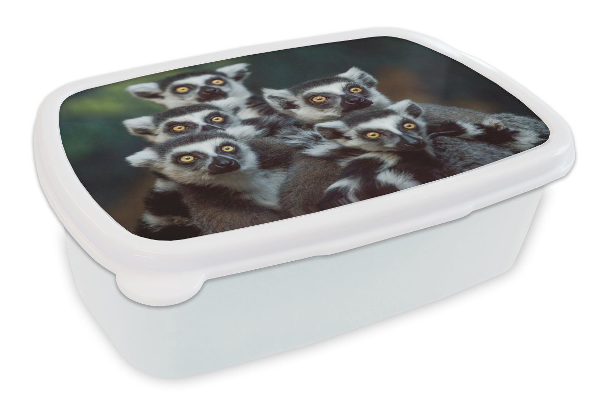 MuchoWow Lunchbox Affen - Tiere - Ringelschwanzlemuren, Kunststoff, (2-tlg), Brotbox für Kinder und Erwachsene, Brotdose, für Jungs und Mädchen weiß
