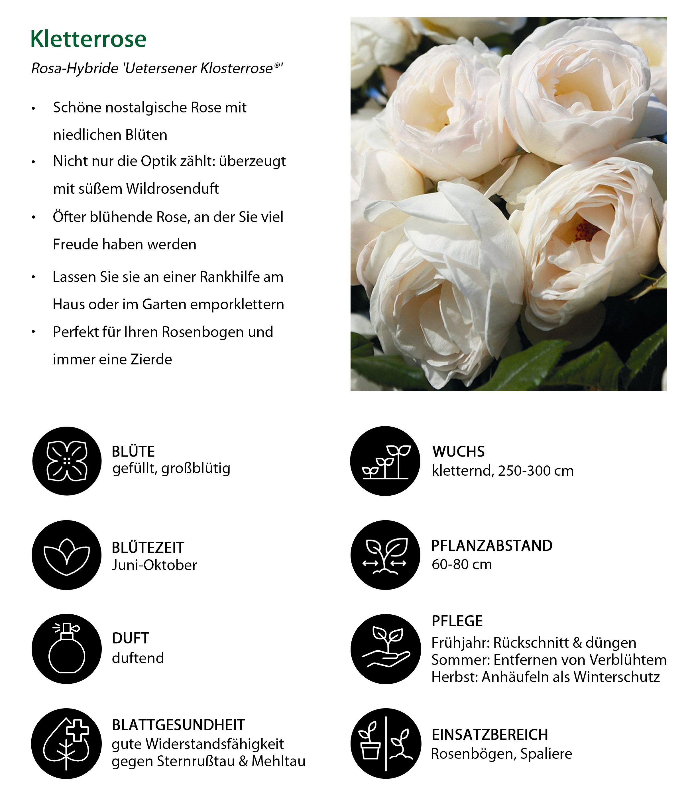 Dehner Rose Kletterrose Uetersener Klosterrose®, weiße Blüten, gefüllt und zart duftend, Züchter Tantau