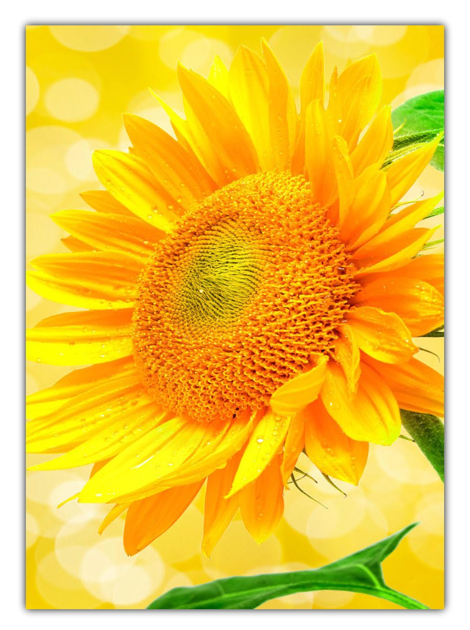 LYSCO Poster XL 70 x 50cm günstig online kaufen