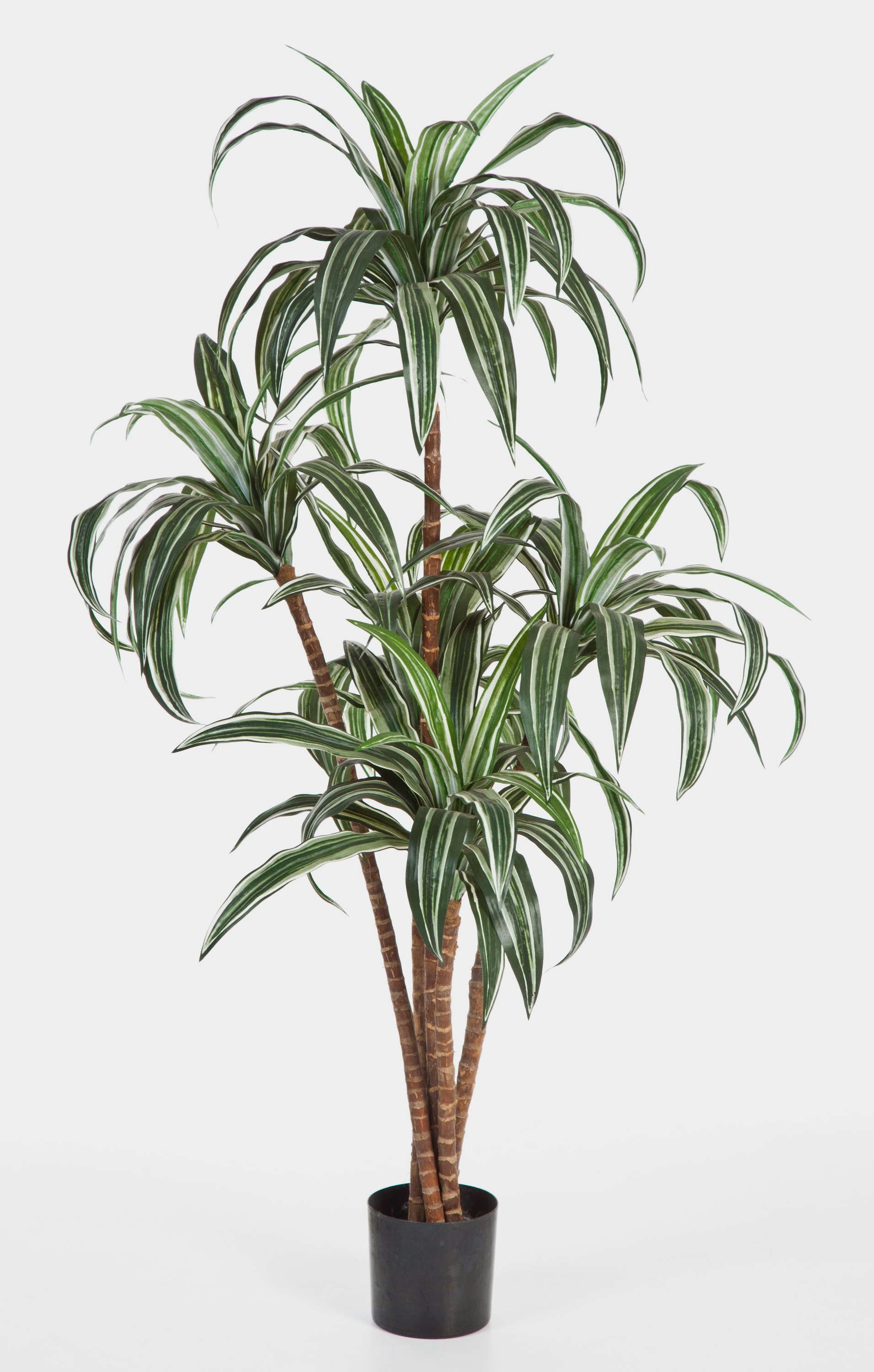 Kunstbaum Deko Dracaena, 6 stämmig, weiß - grün, 150cm - naturgetreue Kunstpalme Dracaena (Dracaena fragrans), artplants, Höhe 150.0 cm