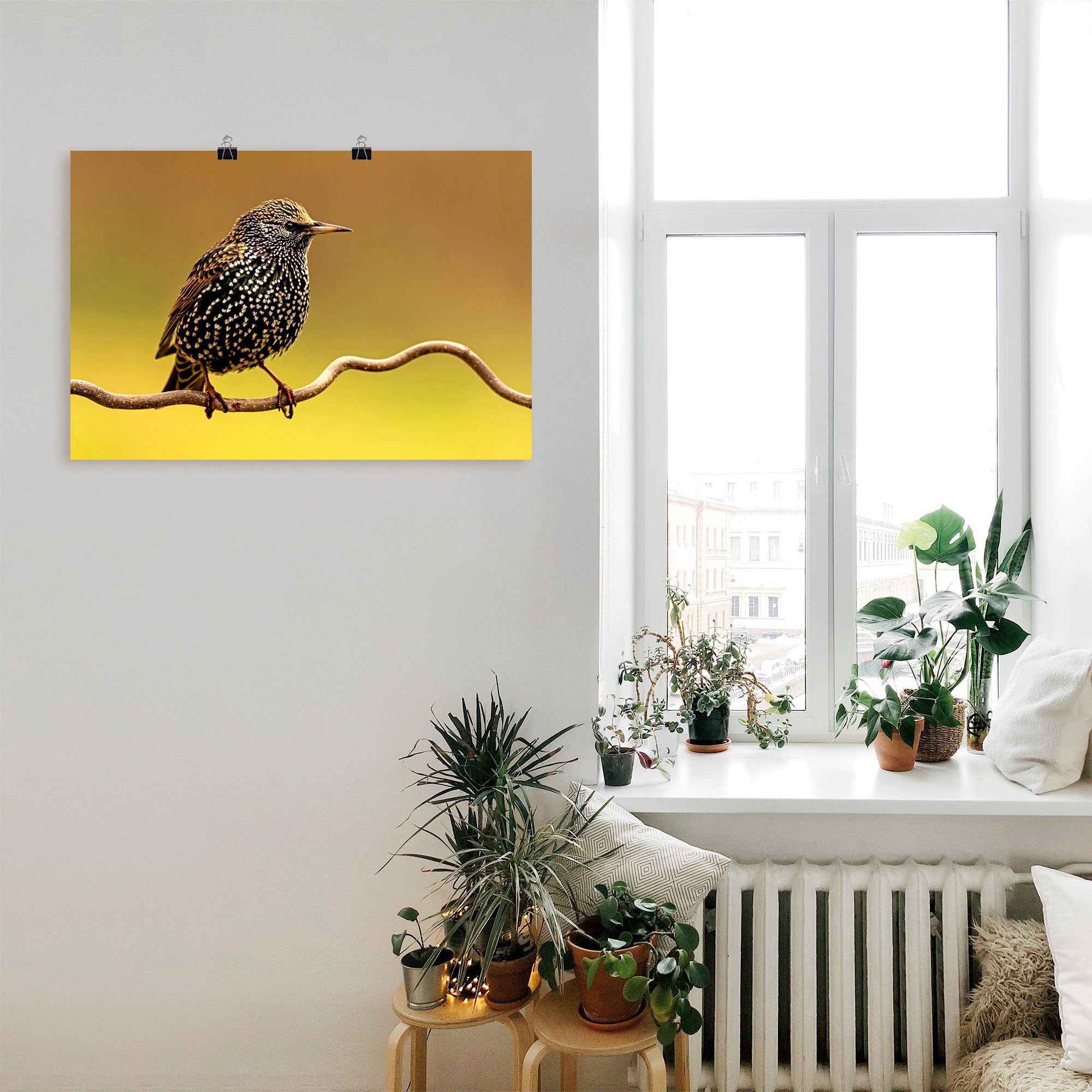 Poster Leinwandbild, Wandaufkleber Alubild, als (1 Vogelbilder Star, Wandbild St), Artland versch. oder in Größen