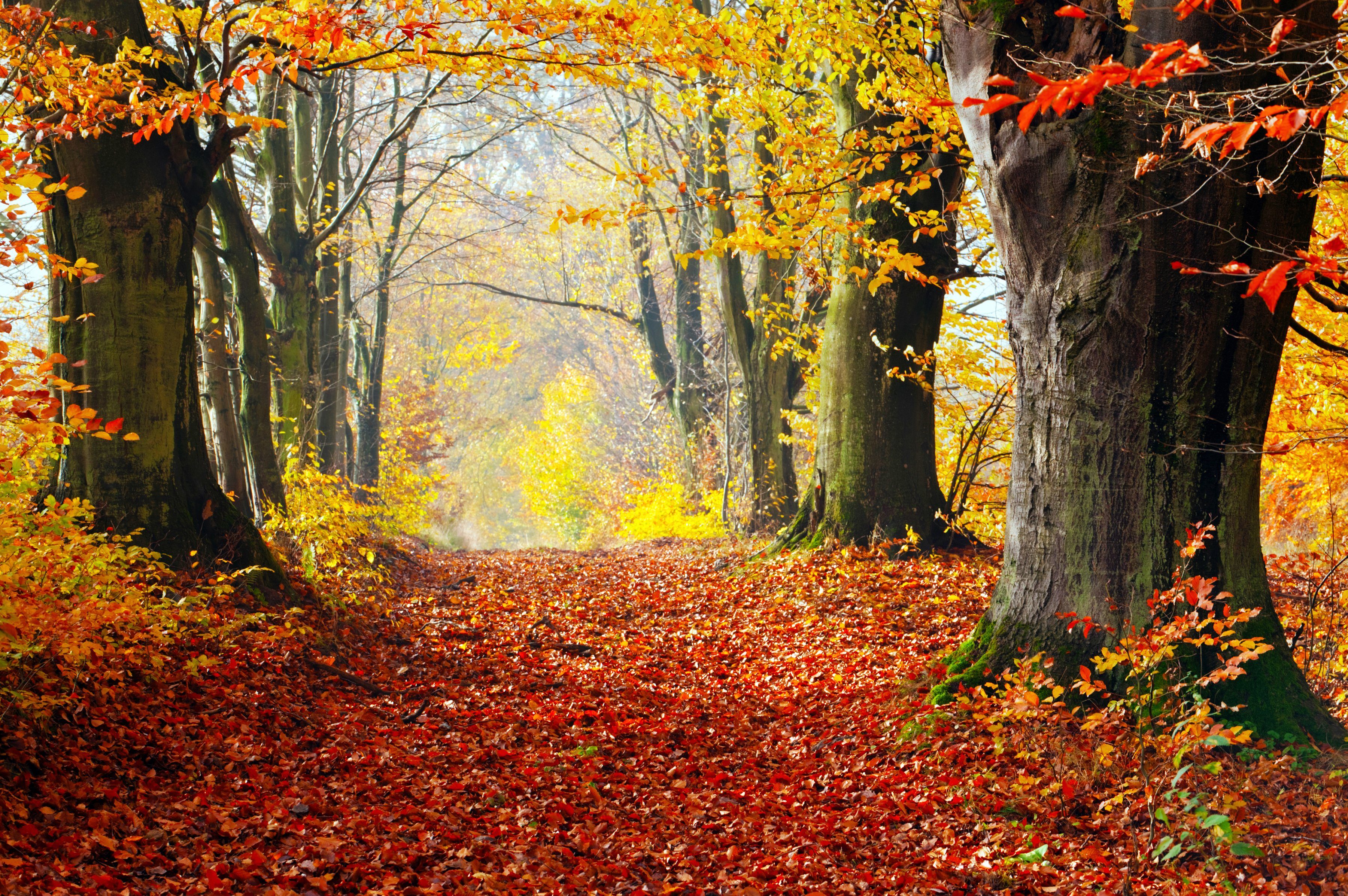 Papermoon Fototapete WALD-HERBST BÄUME NATUR LANDSCHAFT BAUM ALLEE WANDBILD