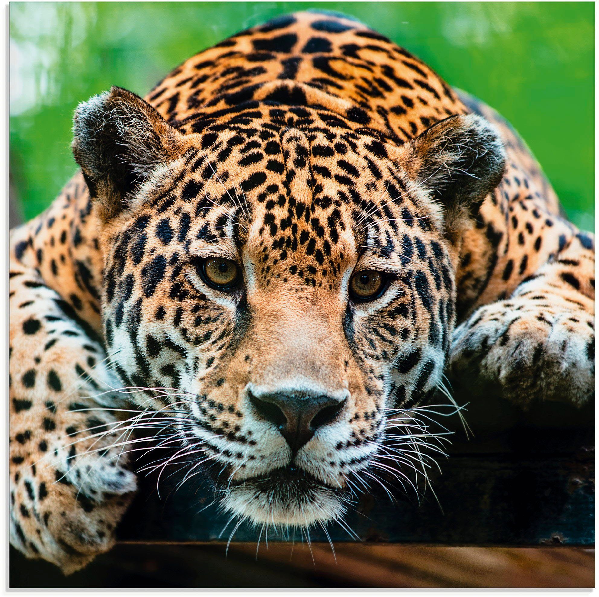 Artland Glasbild Südamerikanischer Jaguar, Wildtiere (1 St), in verschiedenen Größen