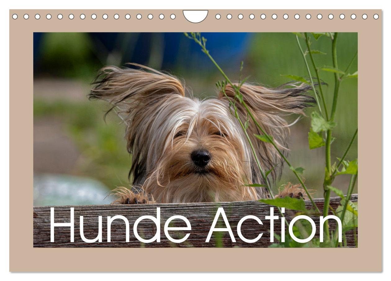 CALVENDO Wandkalender Hunde Action (Wandkalender 2025 DIN A4 quer), CALVENDO Monatskalender