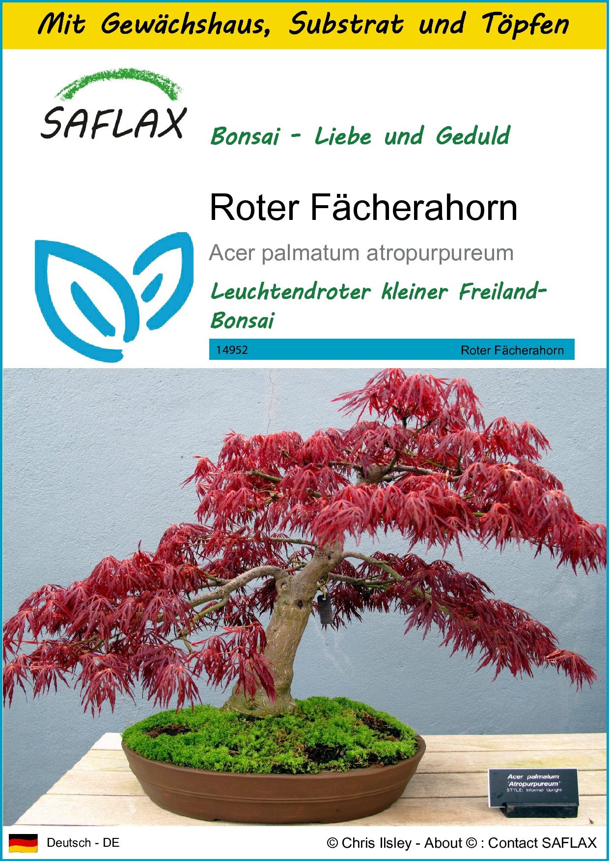 SAFLAX Blumensamen SAFLAX - Anzuchtset - Roter Fächerahorn