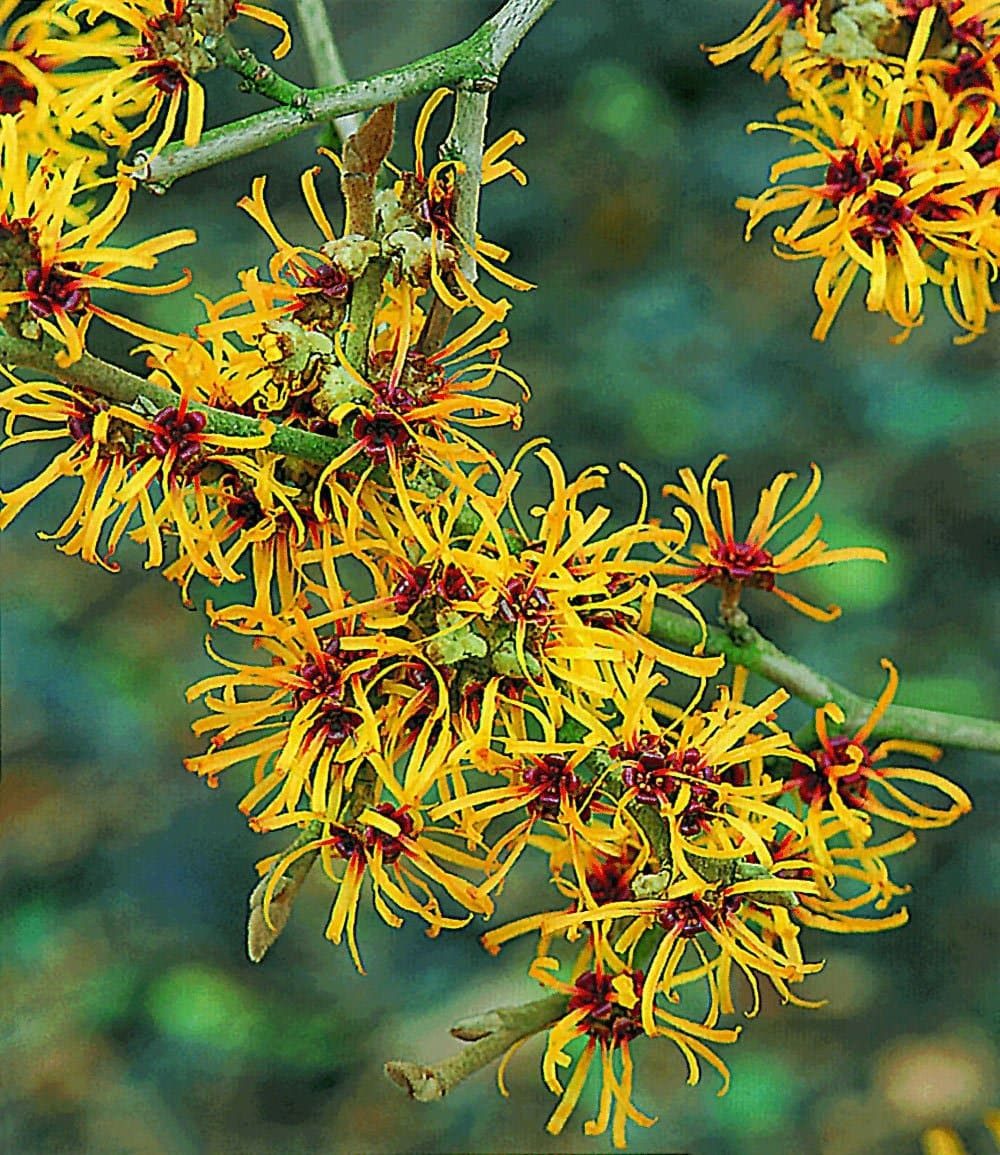 BALDUR Garten Zierstrauch Zaubernuss, 1 St., Winterblüher, duftend, winterhart, mehrjährig, pflegeleicht