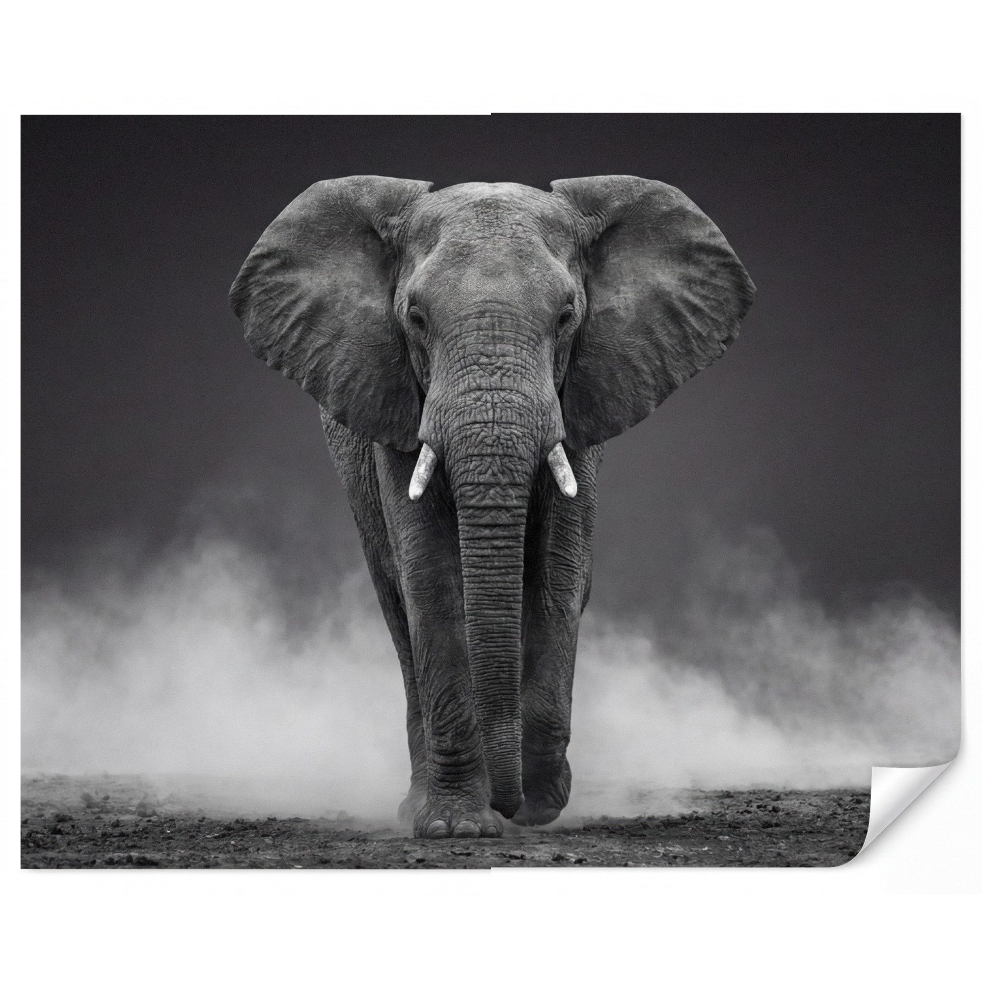 OnlyWow Fototapete Elefant - Schwarz - Weiß - Rauch, Matt, bedruckt, Wanddekoration, Wandtapete, Schlafzimmer 260x220cm