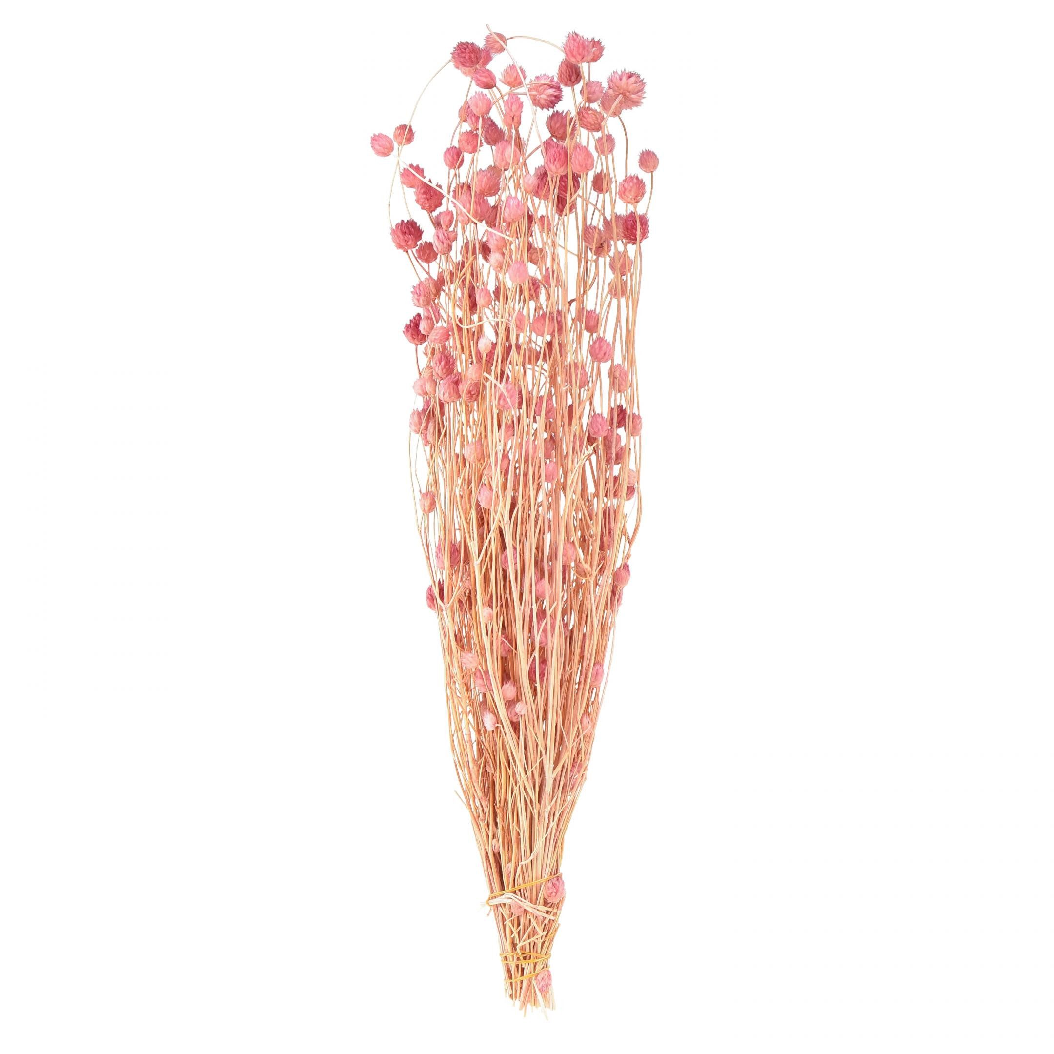 Trockenblume Erdbeerdistel Trockenblumen Altrosa 50cm 100g Deko Künstliche Blumen