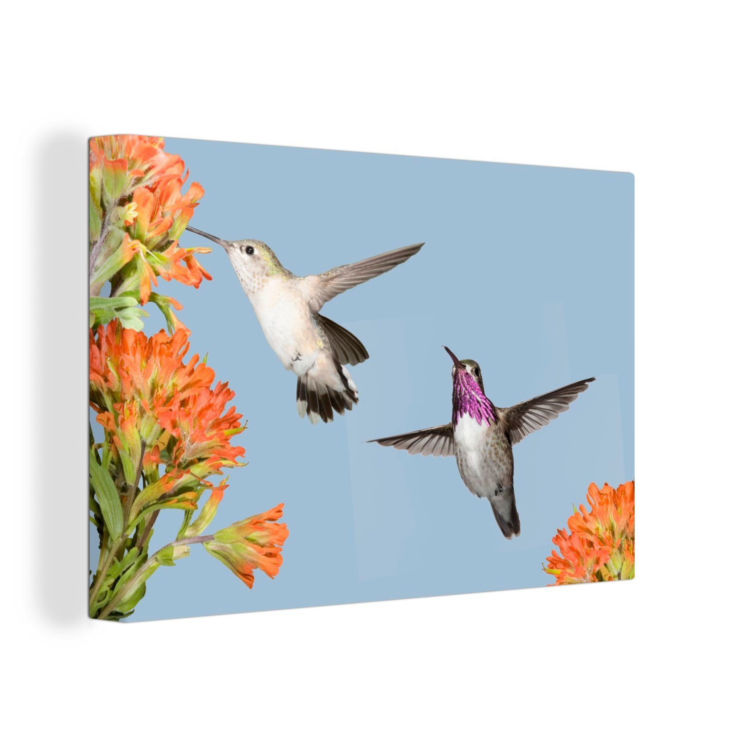 OneMillionCanvasses® Leinwandbild Kolibri - Blumen - Vögel, (1 St), Wandbild Leinwandbilder, Aufhängefertig, Wanddeko, 30x20 cm