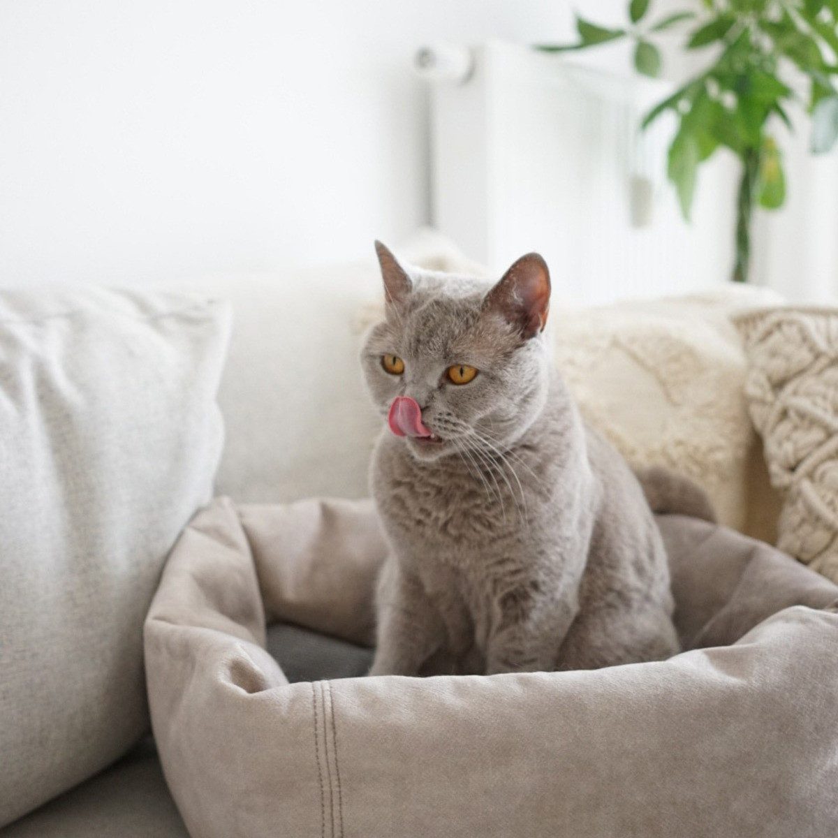 Hunter Tierbedarf Tierbett Katzenbett Dreamie beige