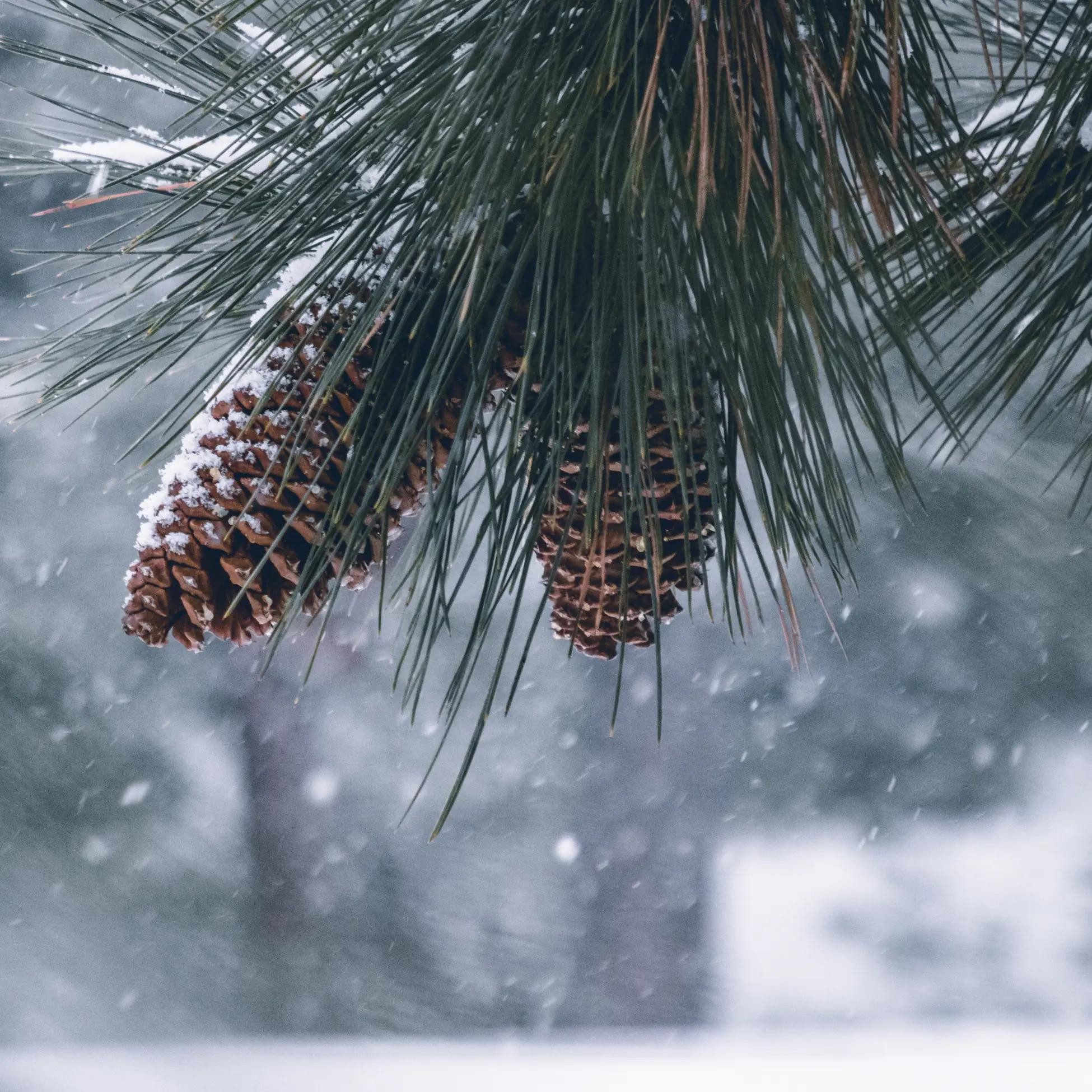 Öz Natur Essig, Tannenzapfen Essig 500ml